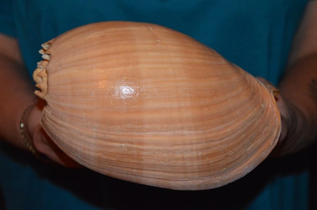 Sea Snail Sea shell - S-631 MELO AMPHORA (No reserve price)