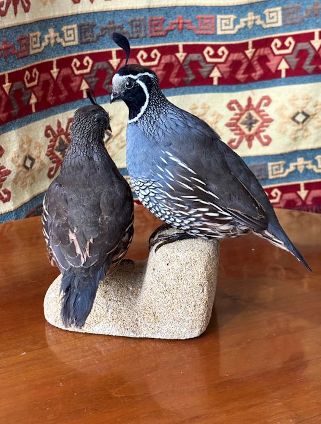 California quail (pair) Taxidermy full body mount...