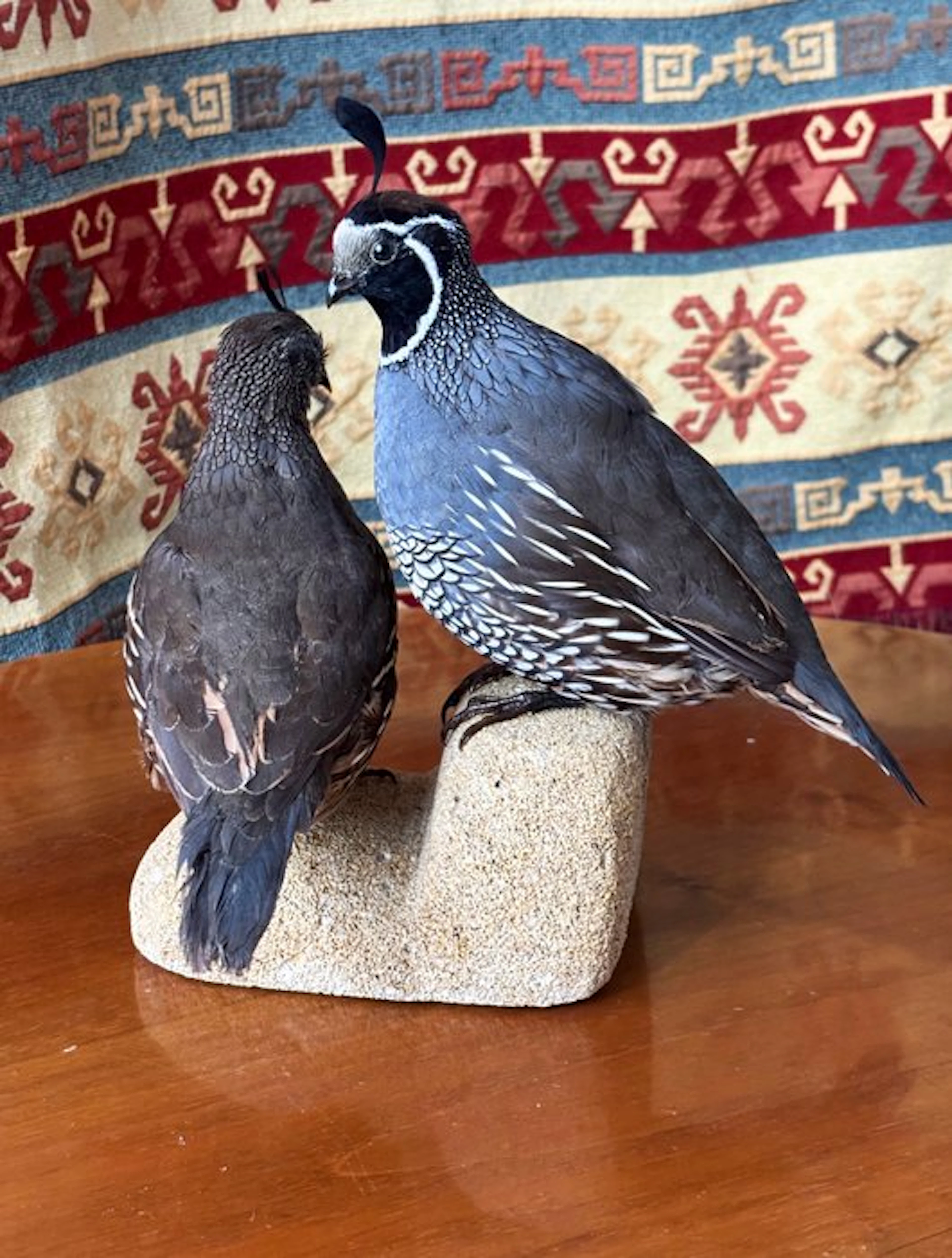 California quail (pair) Taxidermy full body mount...
