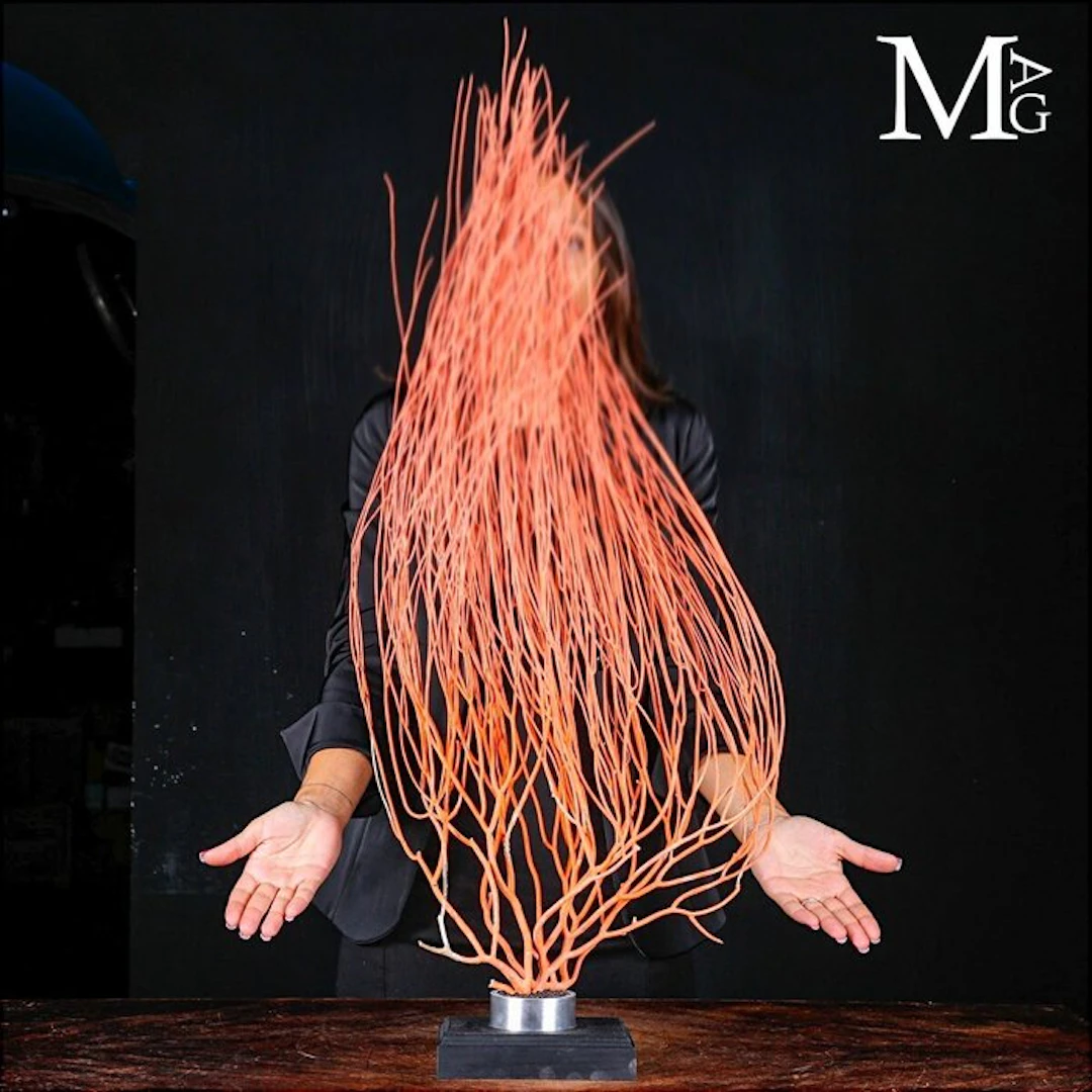 Extra Size - Red Gorgonia - Natural Red Marine Life...