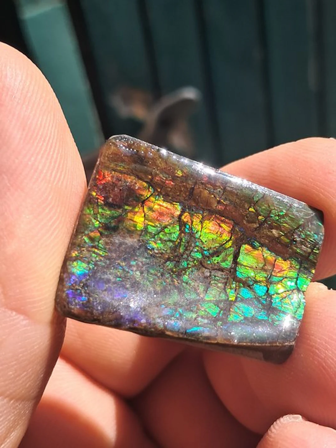 Ammolite - Fossil fragment - Placenticeras - 3.2 cm - 2.5 cm (No reserve price)
