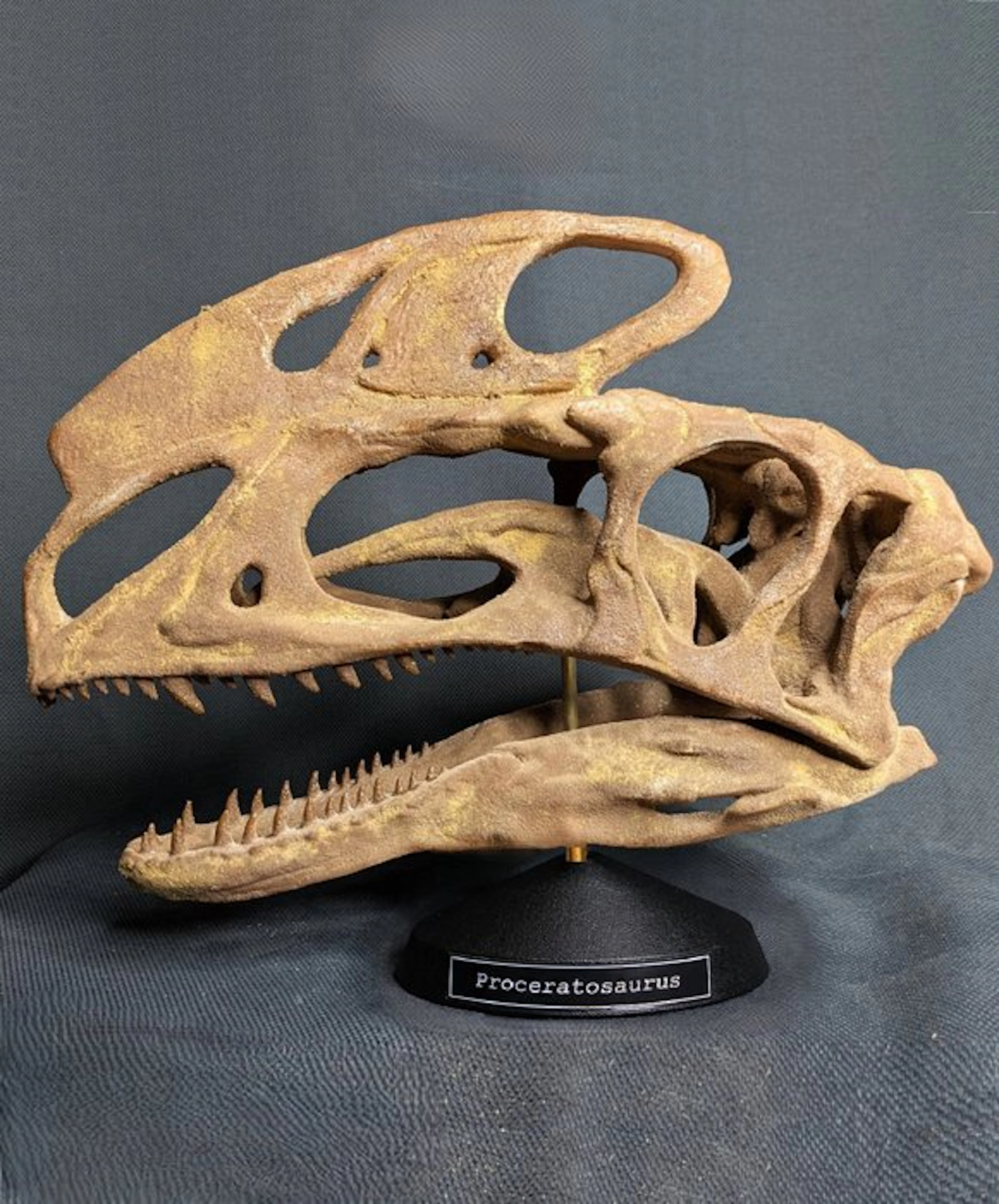 Fossil skull - Proceratosaurus - Museum-Grade Replica - 30 cm - 33 cm