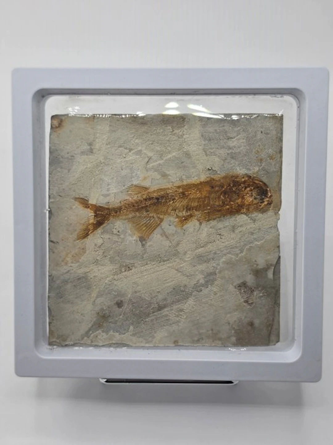 Fish - Fossilised animal - Lycoptera - 11 cm (No reserve price)