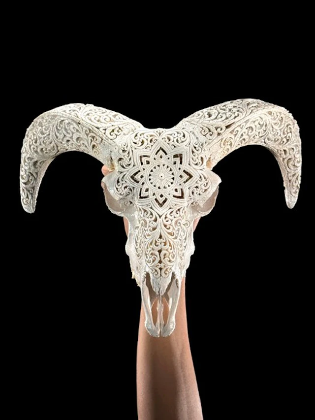 NO RESERVE PRICE - White Carved Ram Skull with Carved...