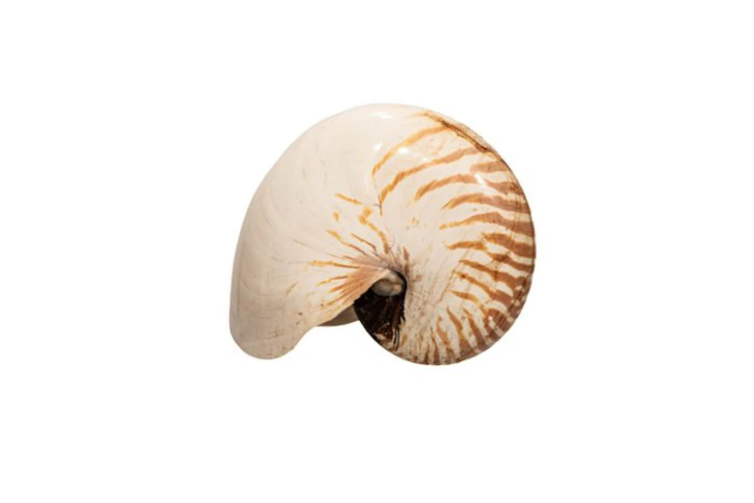 Perlboot Skeleton - EXTRAGROSSE NAUTILUS ┼ Nautilus...