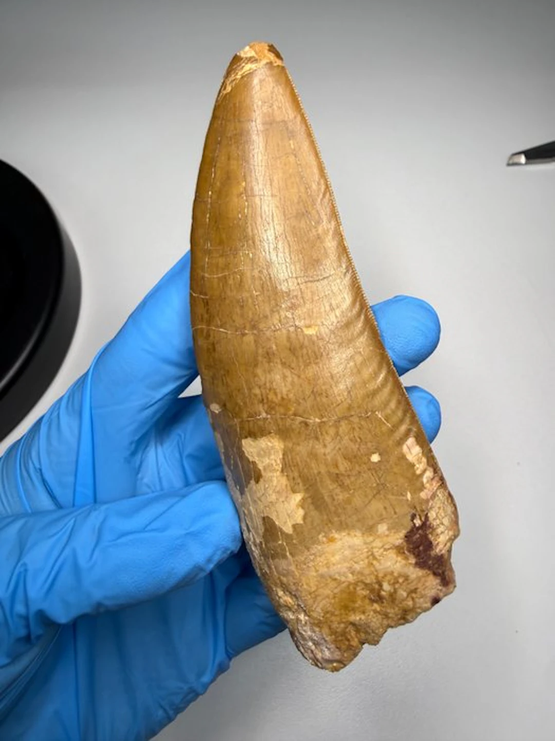 Carcharodontosaur - Fossil tooth - Carcharodontosaurus Saharicus - 13.8 cm