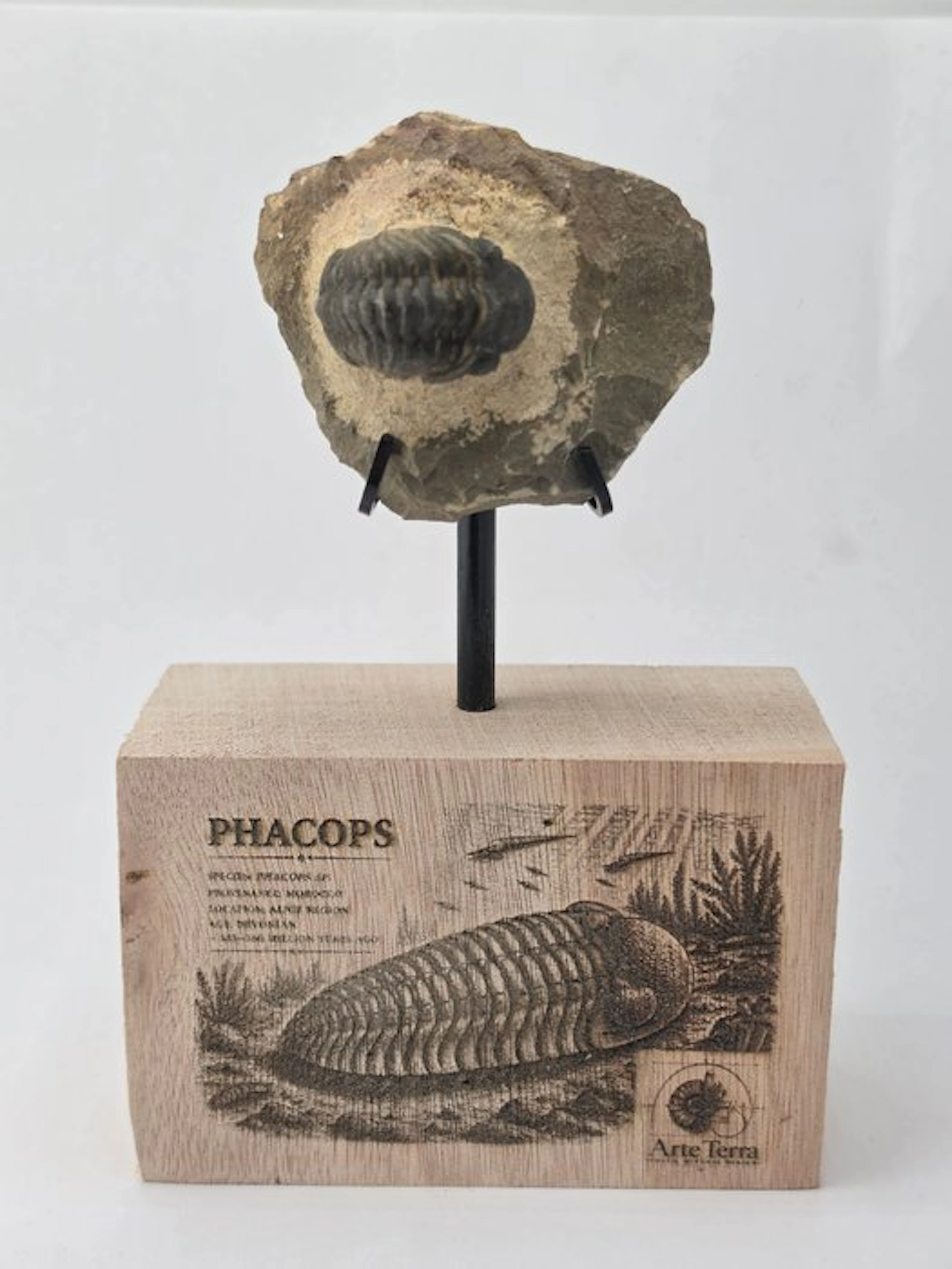 Trilobite - Fossilised animal - Phacops (No reserve price)