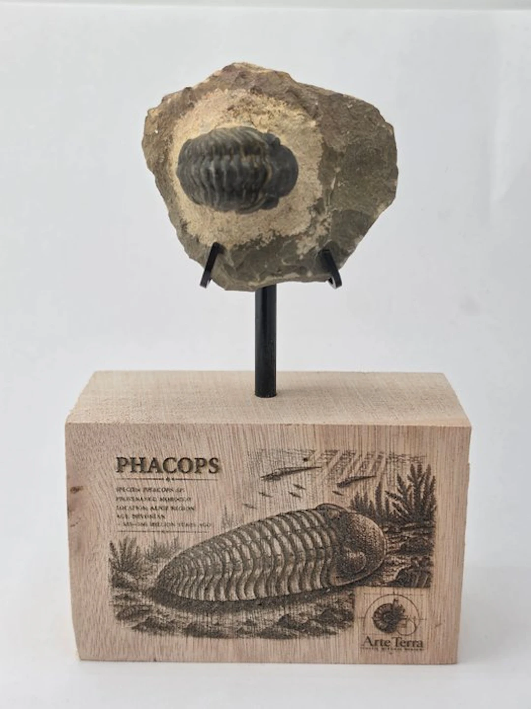 Trilobite - Fossilised animal - Phacops (No reserve price)