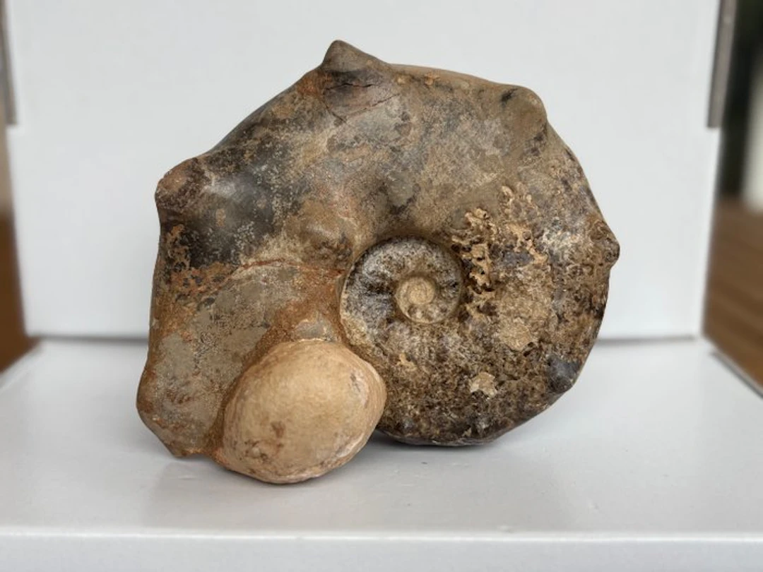 Ammonite - Fossil skeleton - Nodosoides - 16 cm - 17 cm
