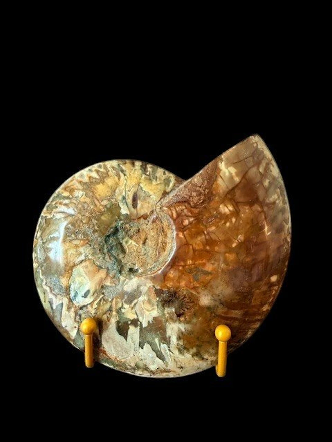 Cleoniceras besairiei - Fossilised shell - 14 cm - 17 cm
