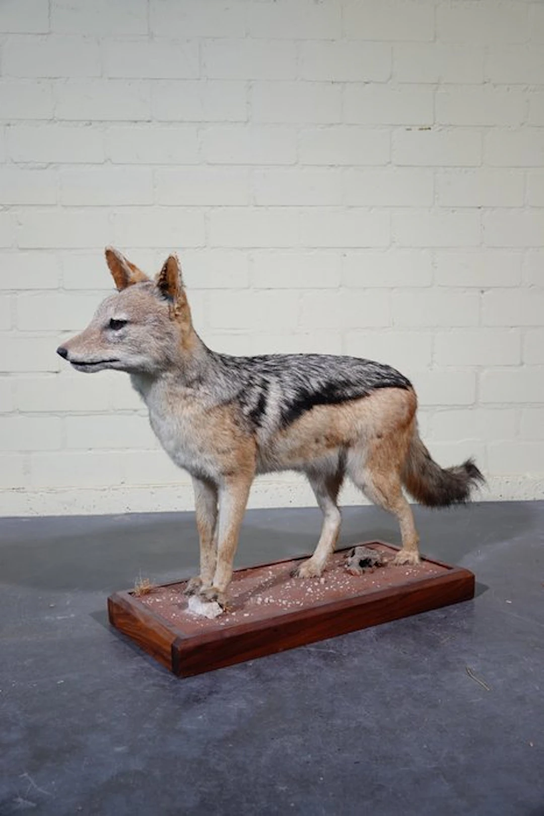 Black-backed Jackal Taxidermy full body mount - Canis...