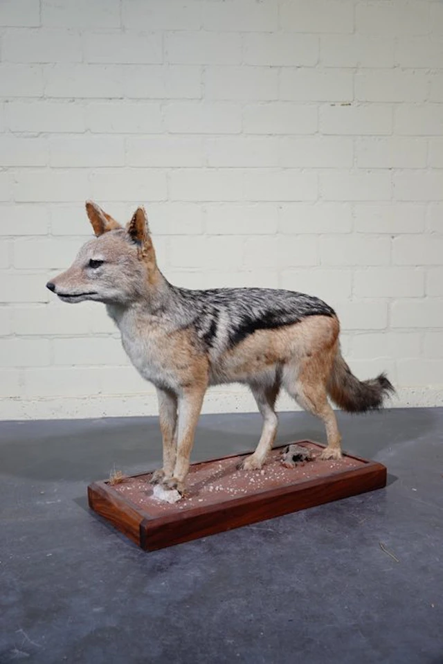 Black-backed Jackal Taxidermy full body mount - Canis...