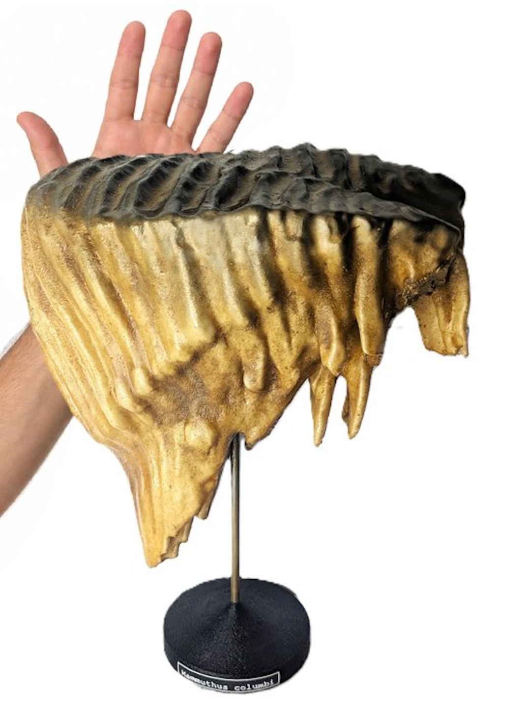 Museum-Grade REPLICA - Fossil tooth - Columbian Mammoth...