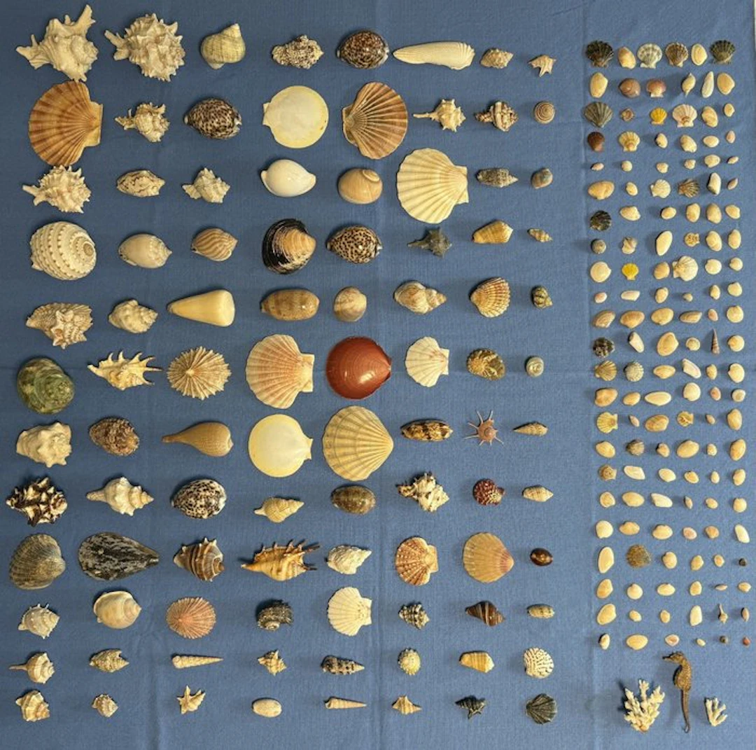 < Sea shell - Seeschnecken >