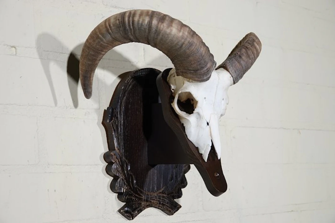 Wild Sheep Skull - Ovis a musimon - 0 cm - 36 cm - 0 cm- Non-CITES species