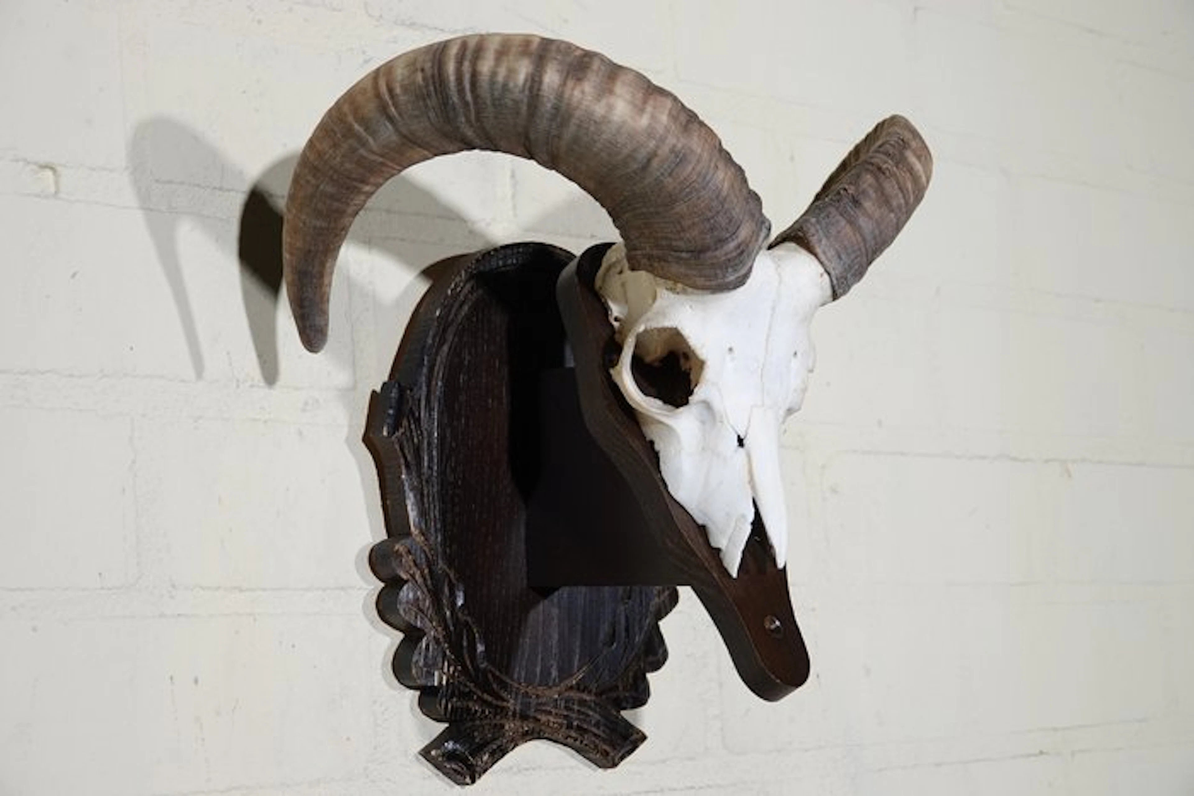 Wild Sheep Skull - Ovis a musimon - 0 cm - 36 cm - 0 cm- Non-CITES species