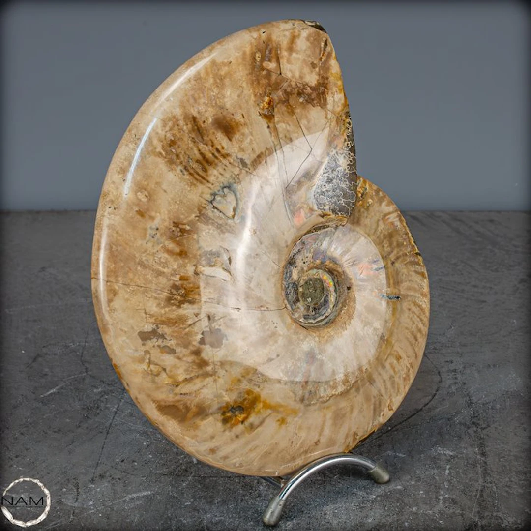 Natural Ammonite Cleoniceras Fossil- 2112.39 g