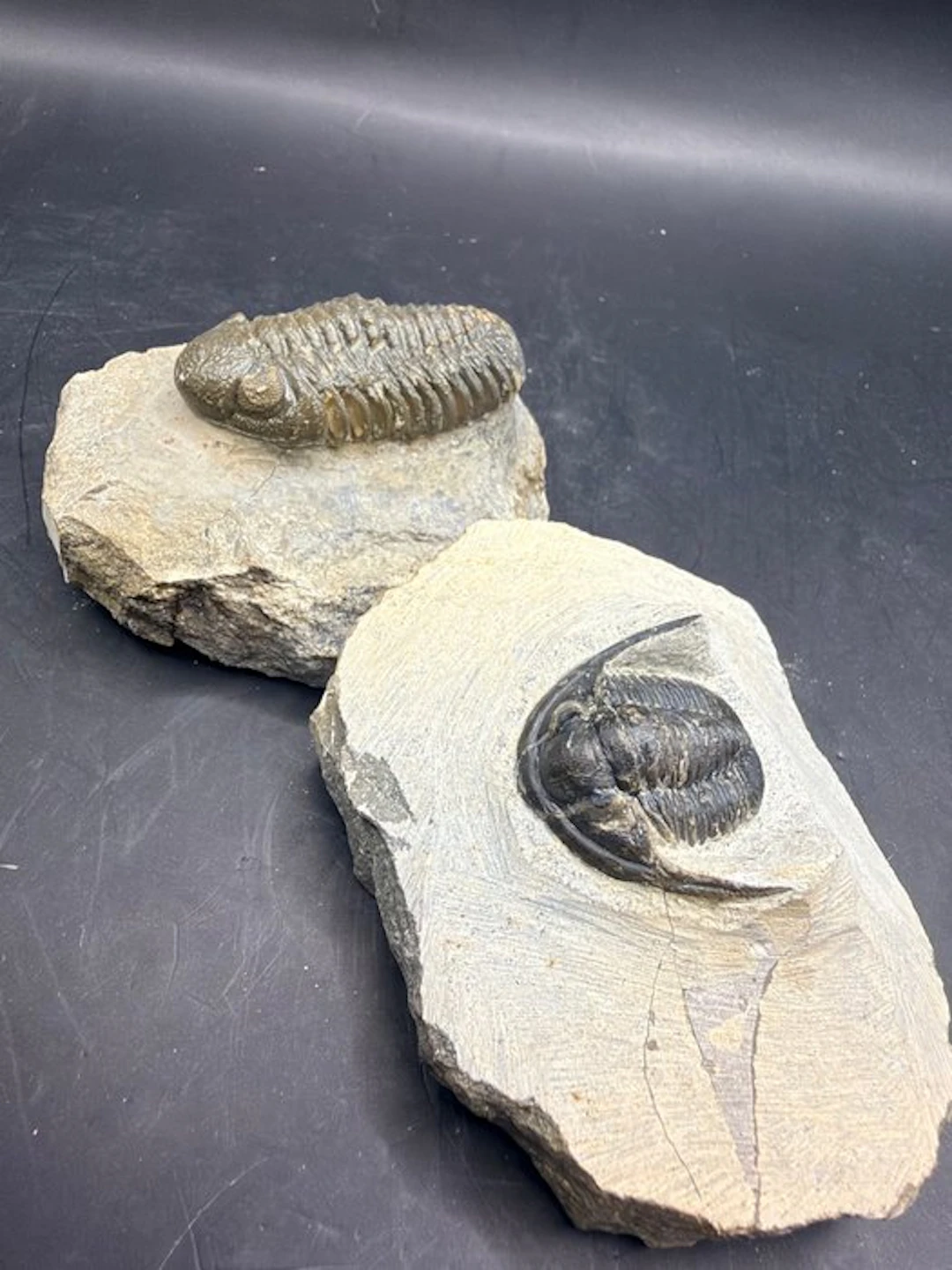 Trilobite - Fossilised animal - Hollardops sp