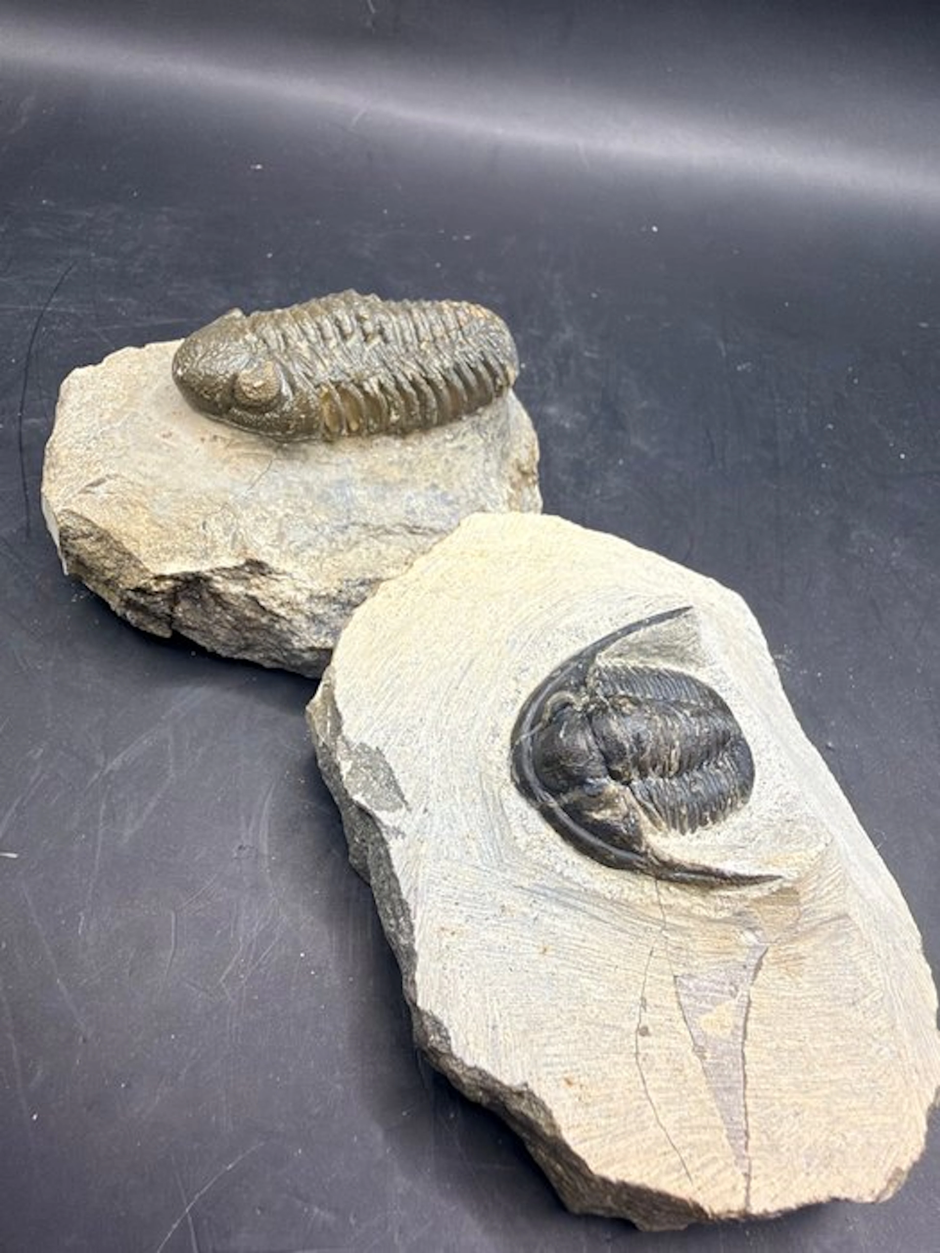 Trilobite - Fossilised animal - Hollardops sp