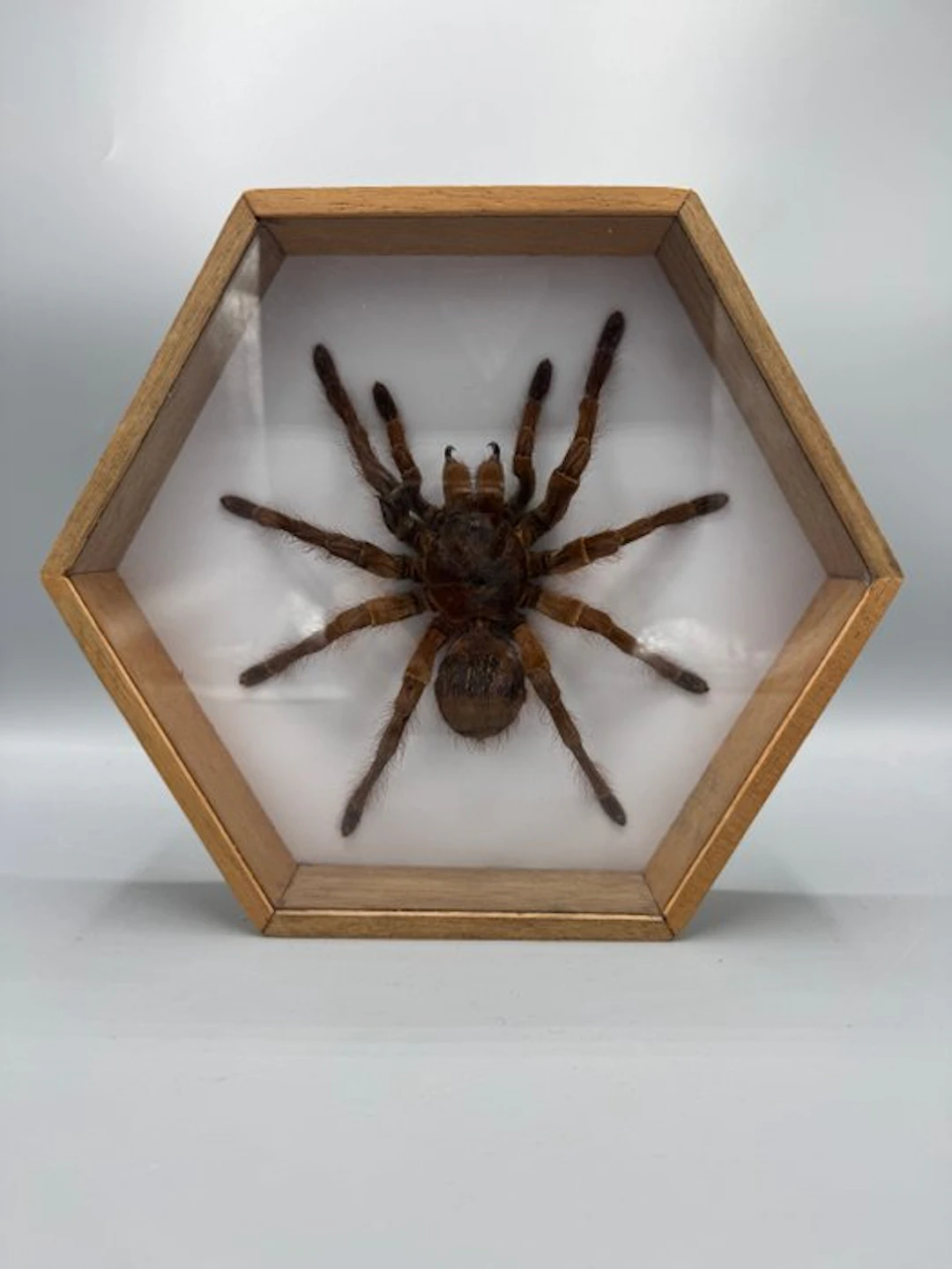 Spider Taxidermy wall mount - Teraphosa Apophysis - 21 cm...