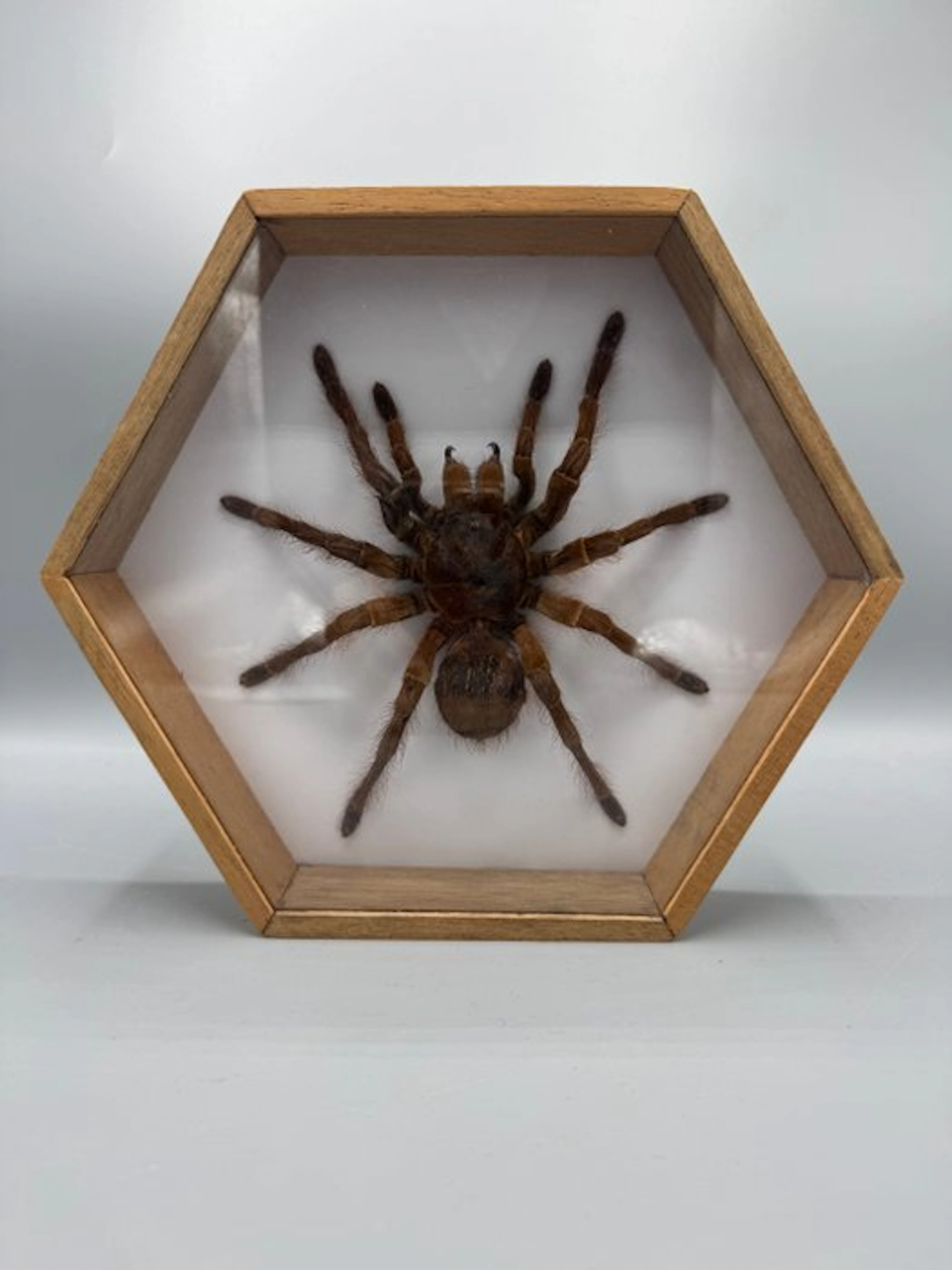 Spider Taxidermy wall mount - Teraphosa Apophysis - 21 cm...