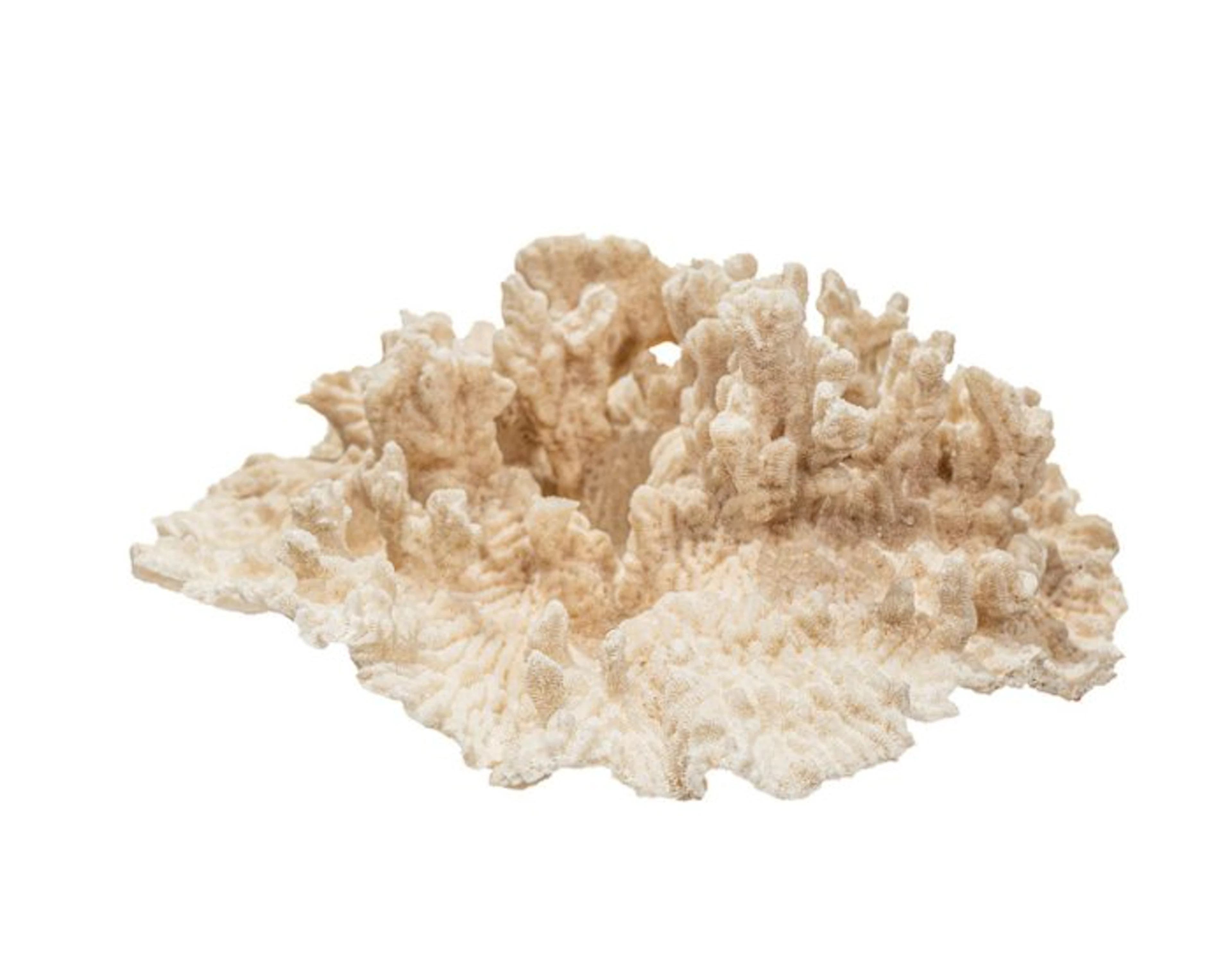 Rarity: Large Turbinaria frondens coral