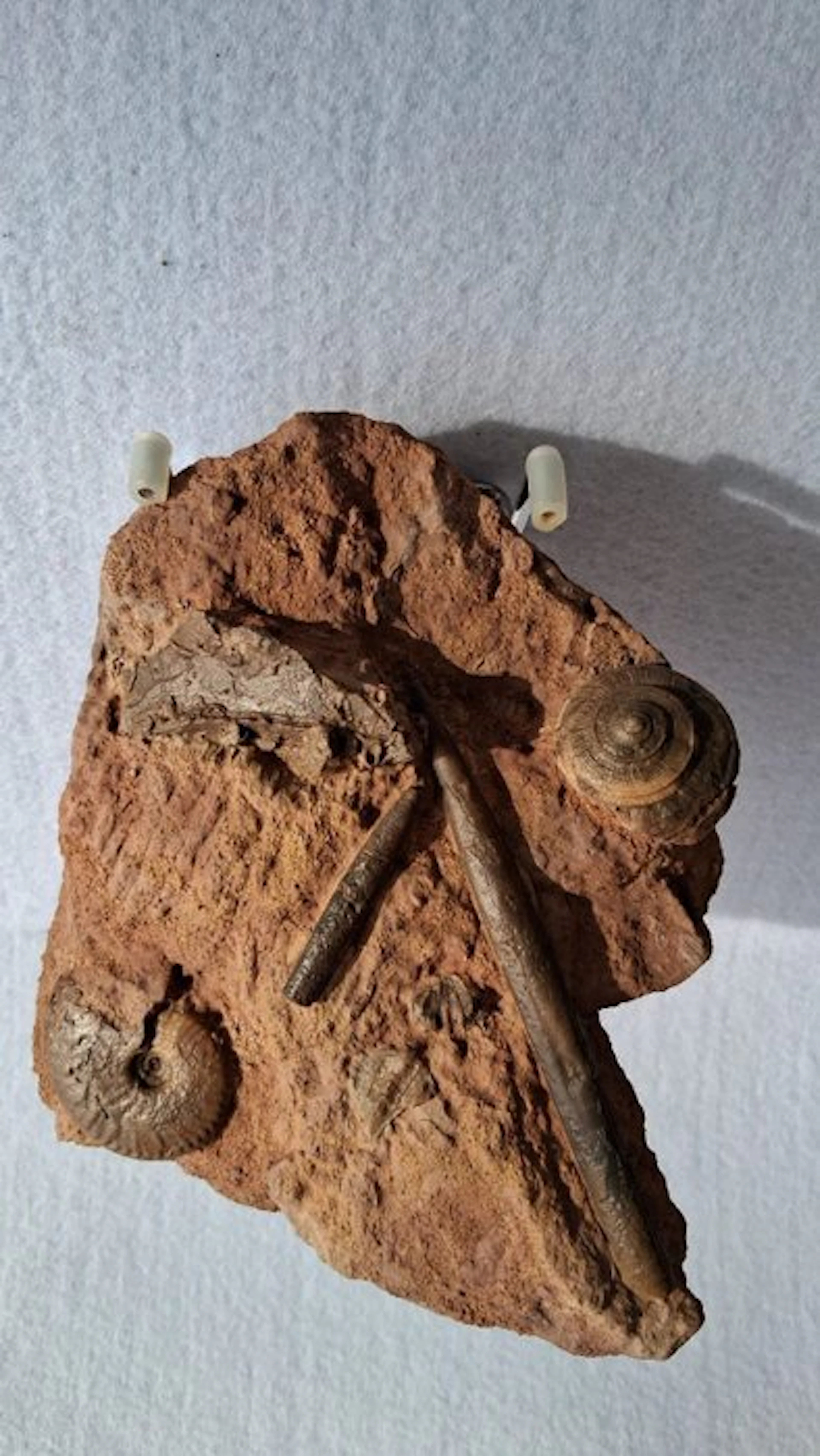 Ammonite - Fossil mortality plate - 5 cm - 18 cm (No reserve price)