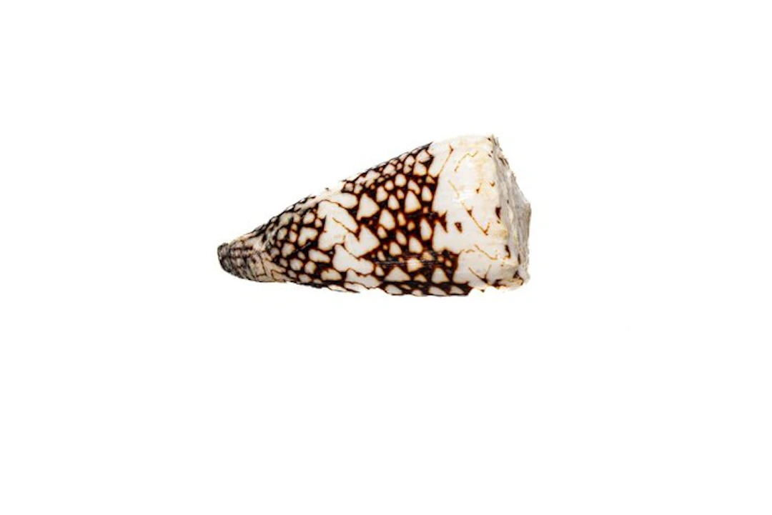 Banded cone snail Conus bandanus | Rare shell collectible...