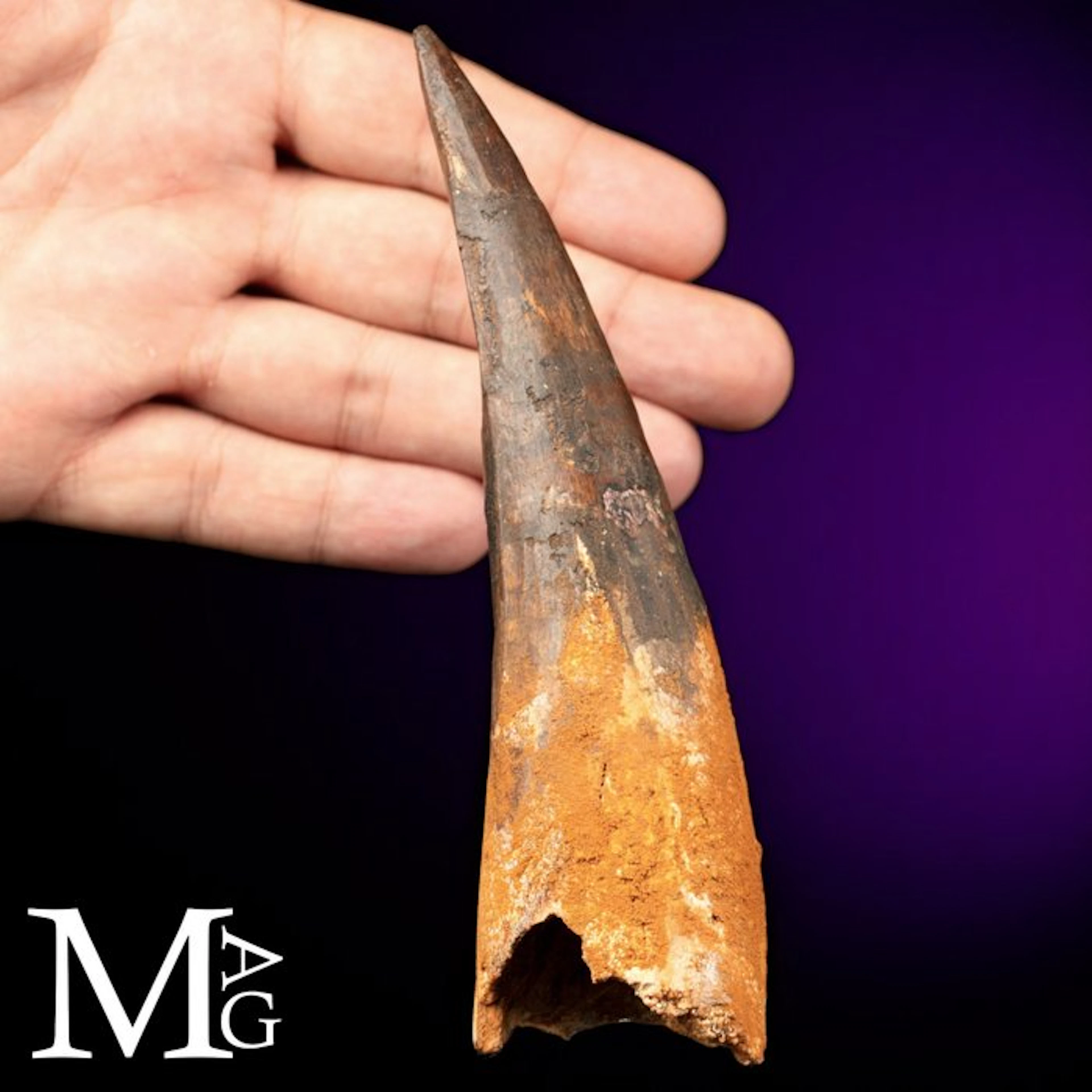 Museum-Grade Spinosaurus Tooth Fossil - Exceptionally...