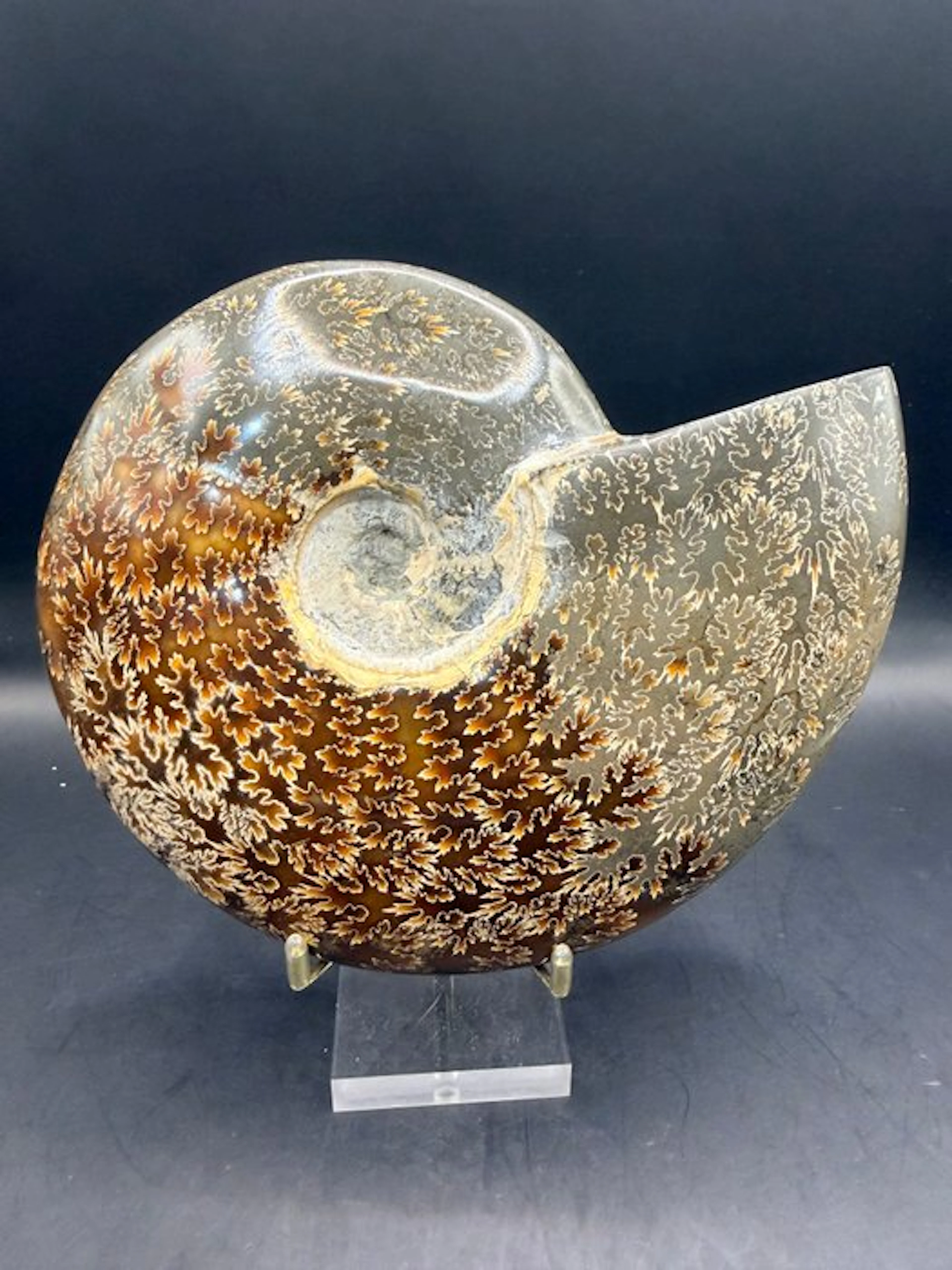 Ammonite - Fossilised animal - Cleoniceras besairei - 15.6 cm