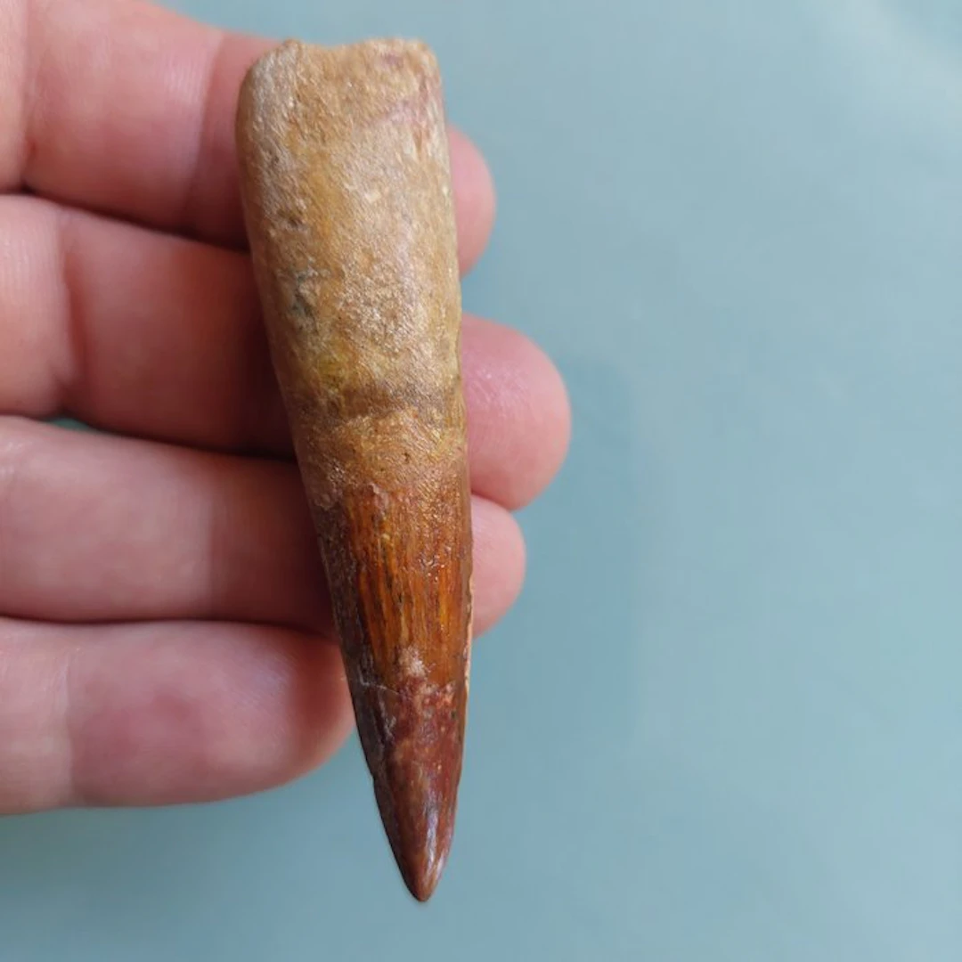 Spinosaur - Fossil tooth - 76 mm - 20 mm
