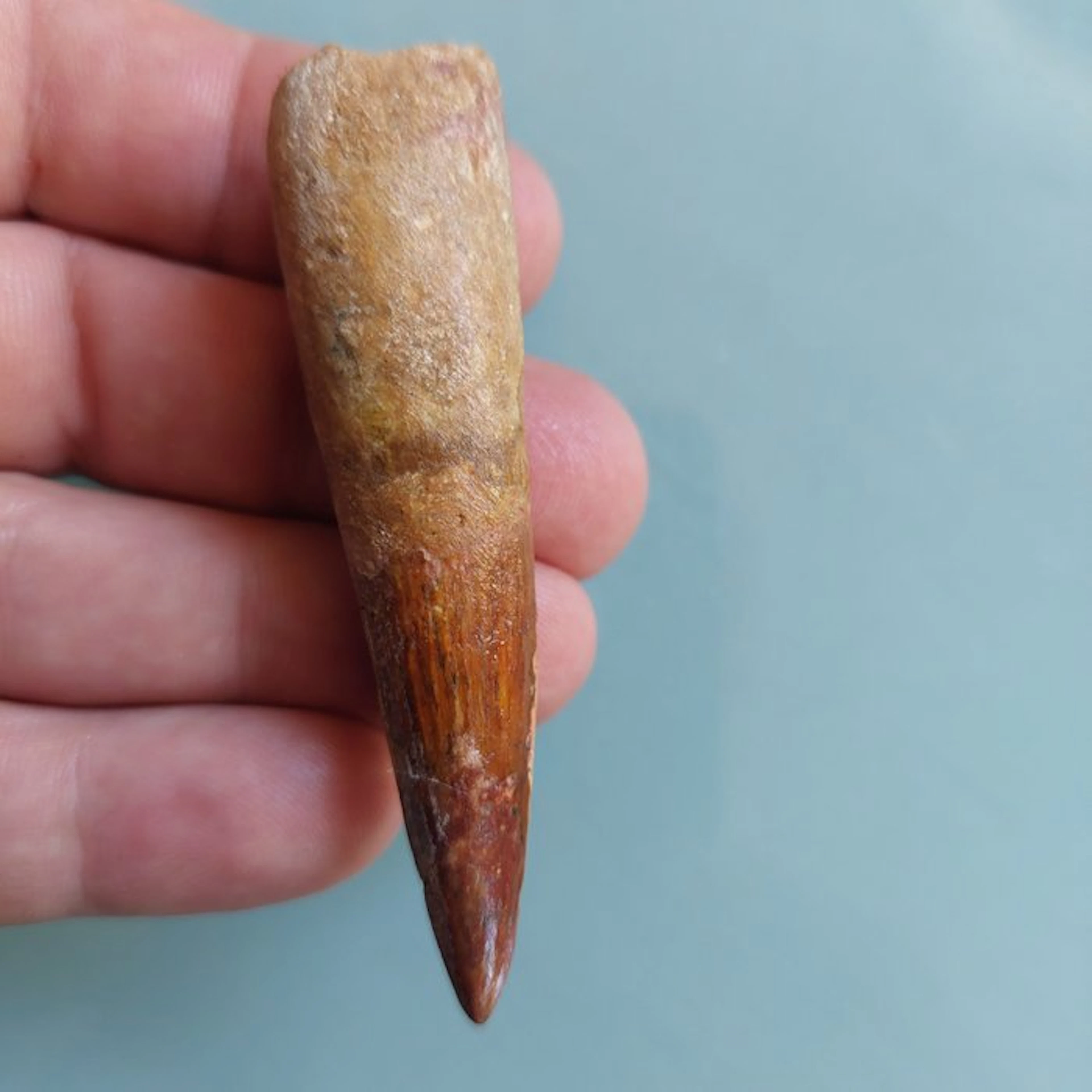 Spinosaur - Fossil tooth - 76 mm - 20 mm