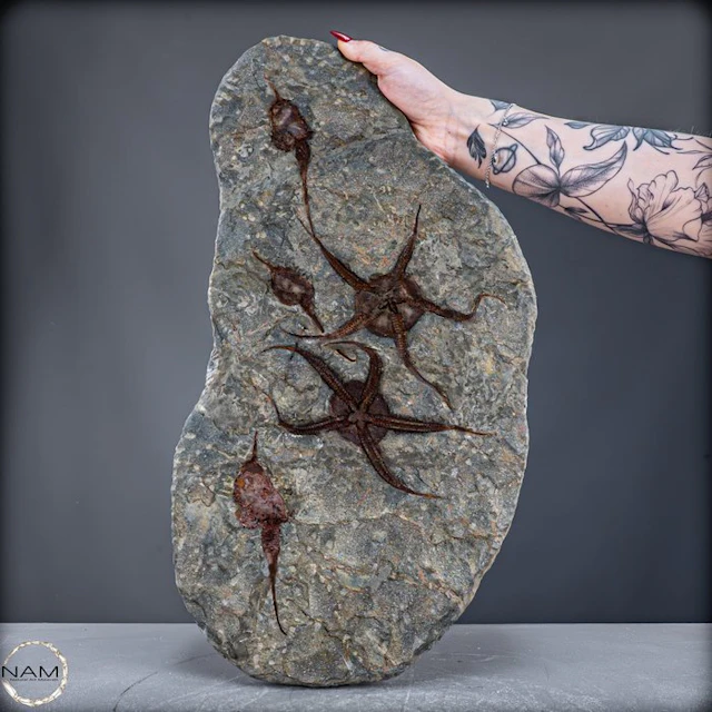 Fossil brittle stars (Ophiura) – Impressive Ophiura...