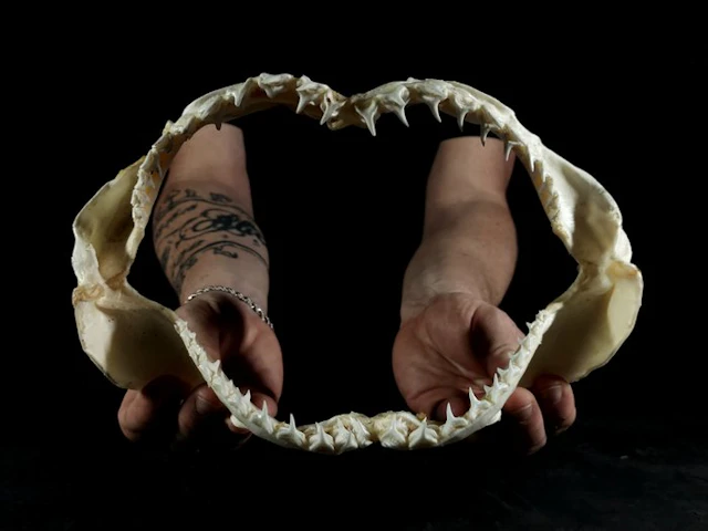 Extremely rare fox shark jaw with a large eye
