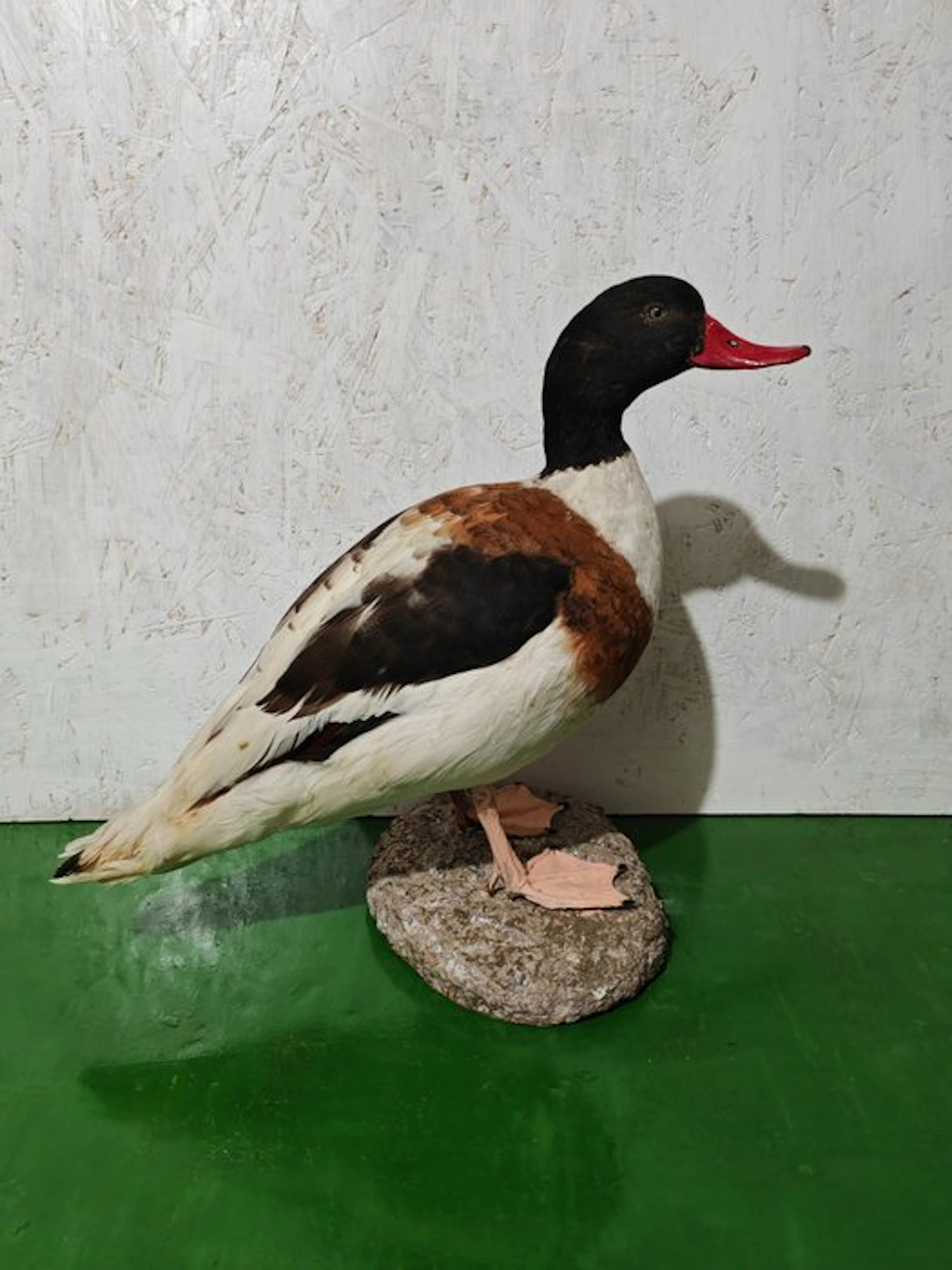 Volpoca Taxidermy full body mount - Tadorna tadorna - 75 cm - 45 cm - 65 cm - 1