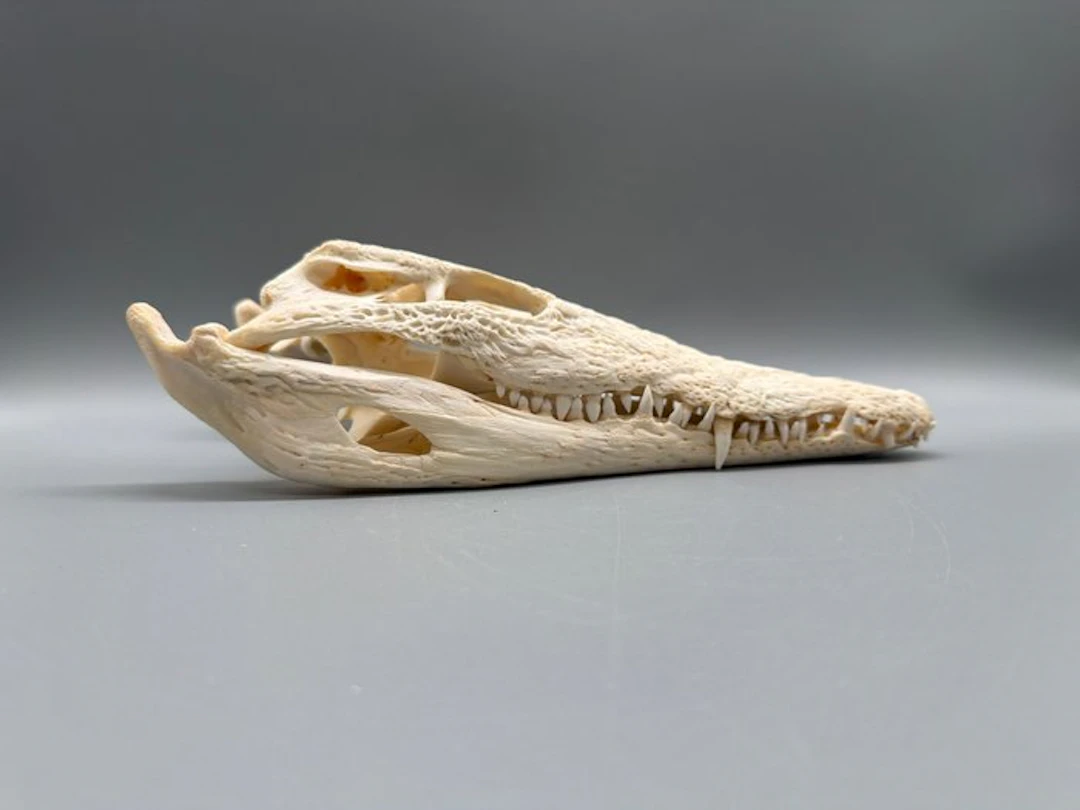 Nile Crocodile Skull - Crocodylus niloticus - 8 cm - 13...