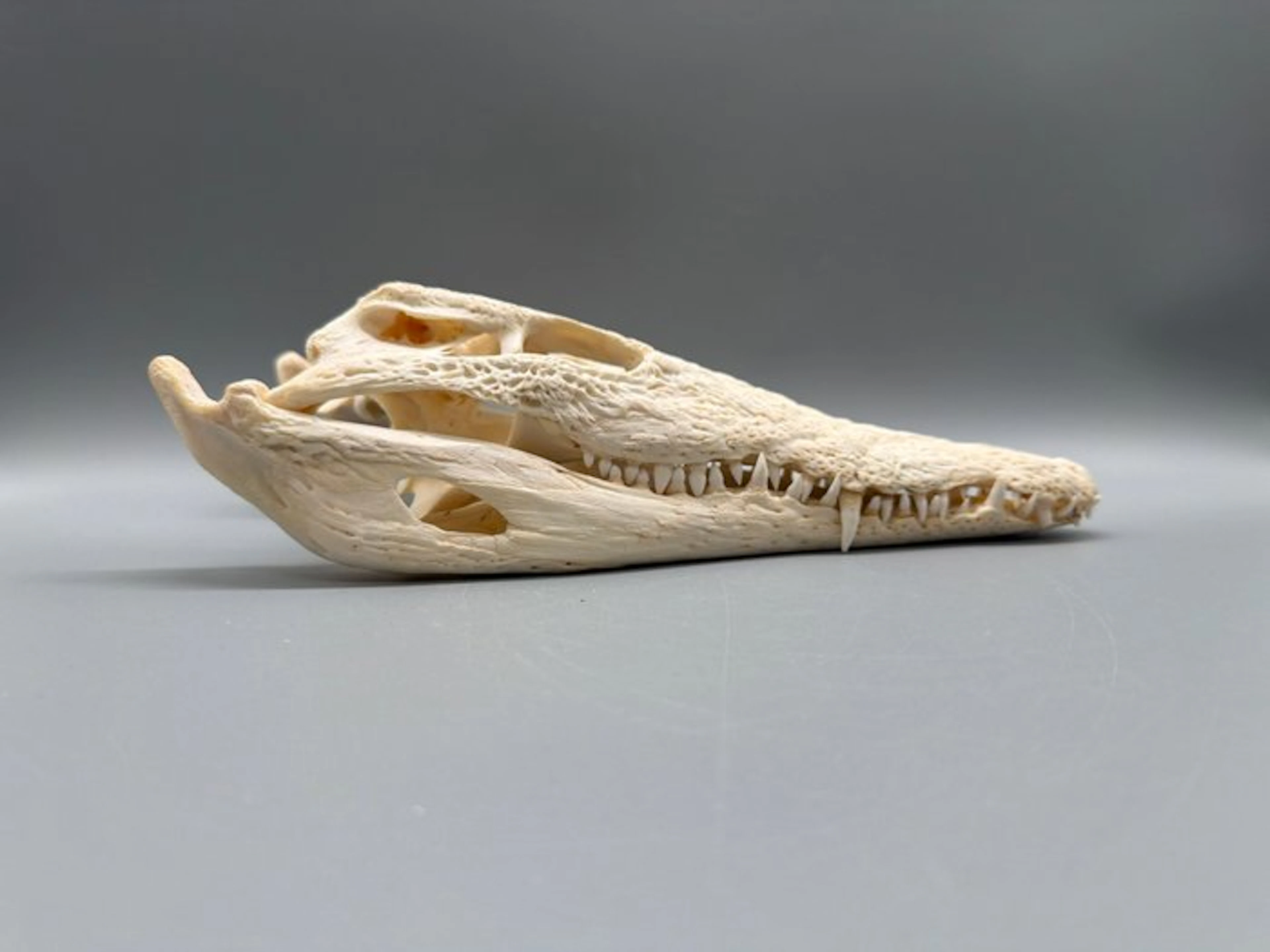 Nile Crocodile Skull - Crocodylus niloticus - 8 cm - 13...