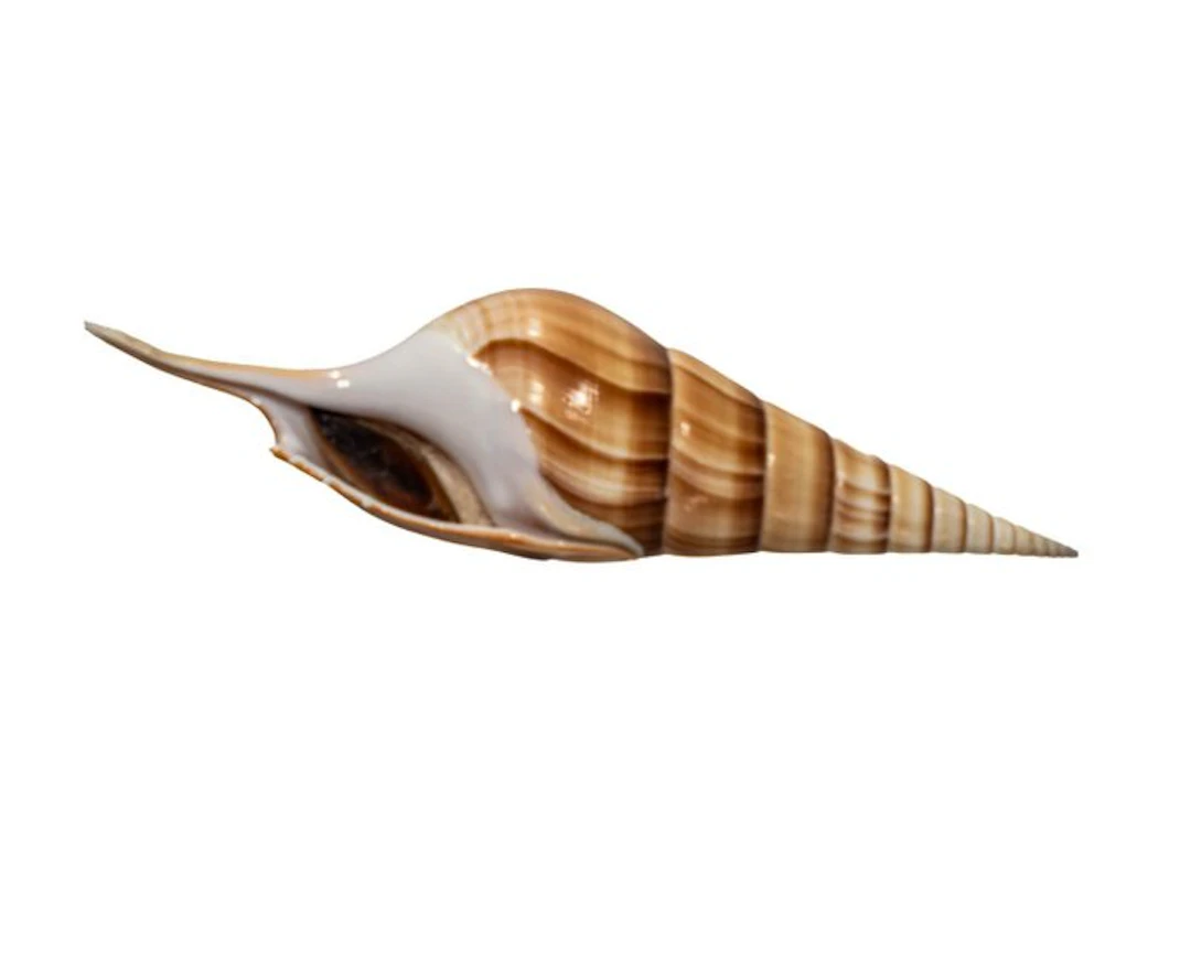 Tibia fusus 160mm GEM shell with operculum lid Shinbone...