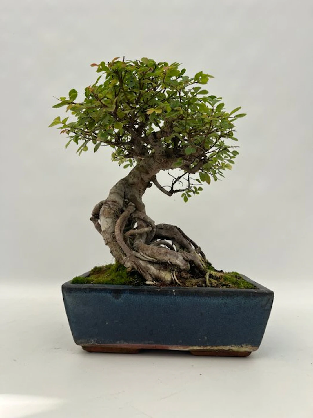 Japanese elm bonsai (Zelkova) - Height (Tree): 30 cm...