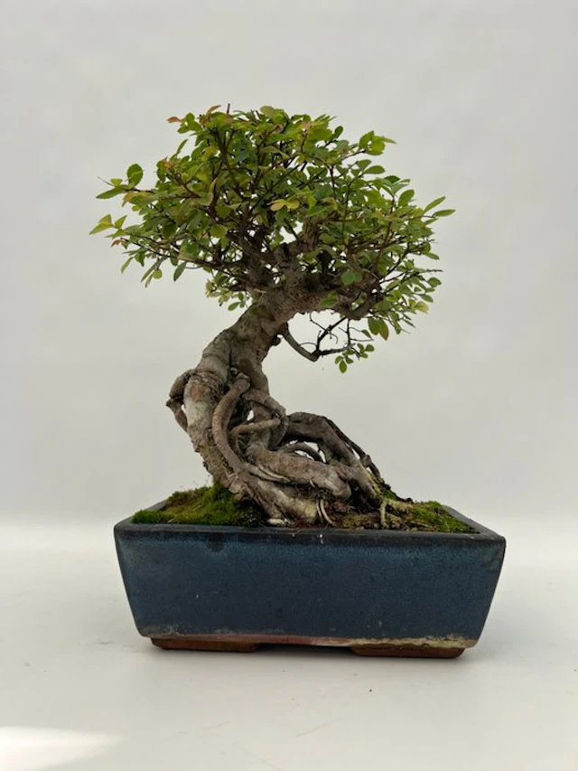 Japanese elm bonsai (Zelkova) - Height (Tree): 30 cm...
