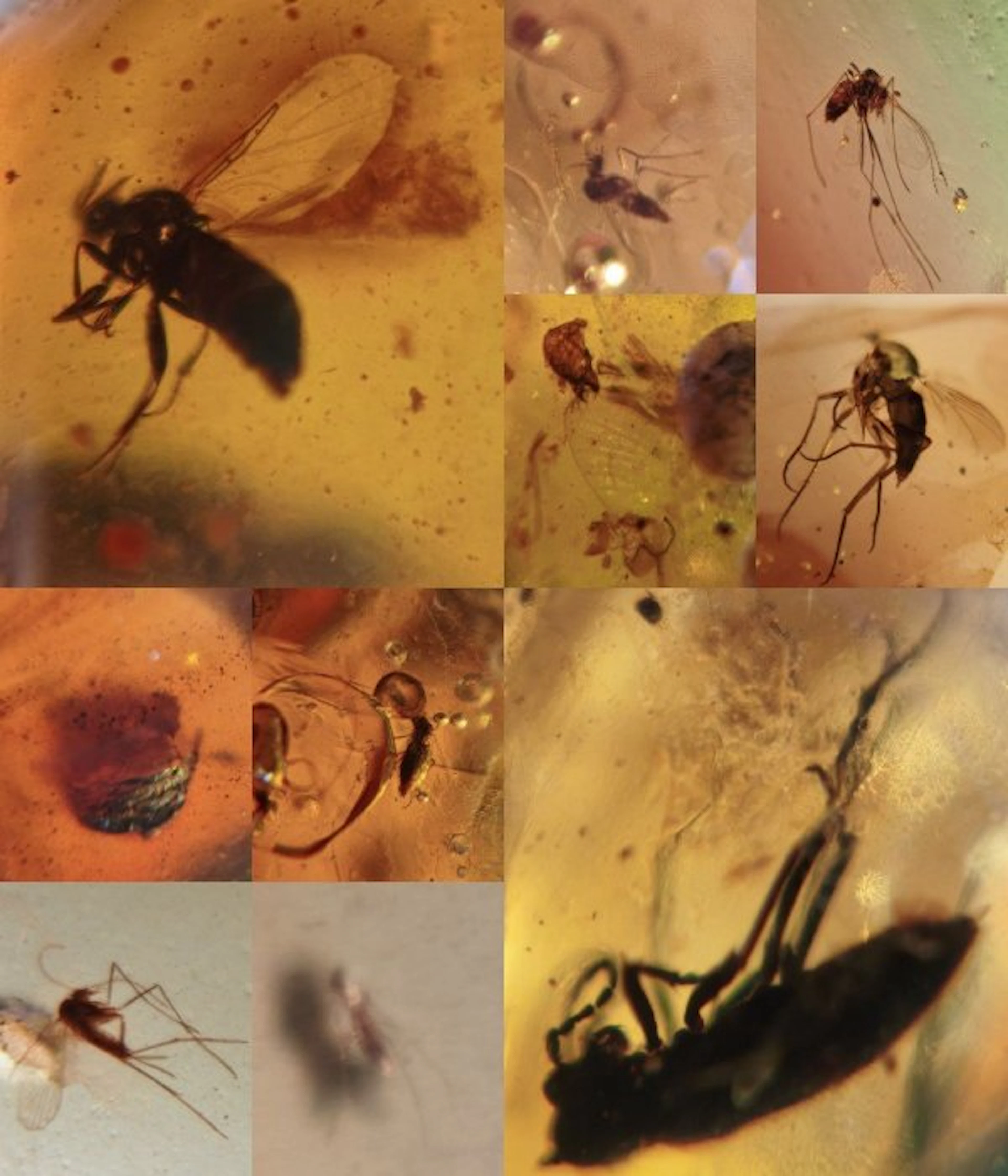 Burmese amber