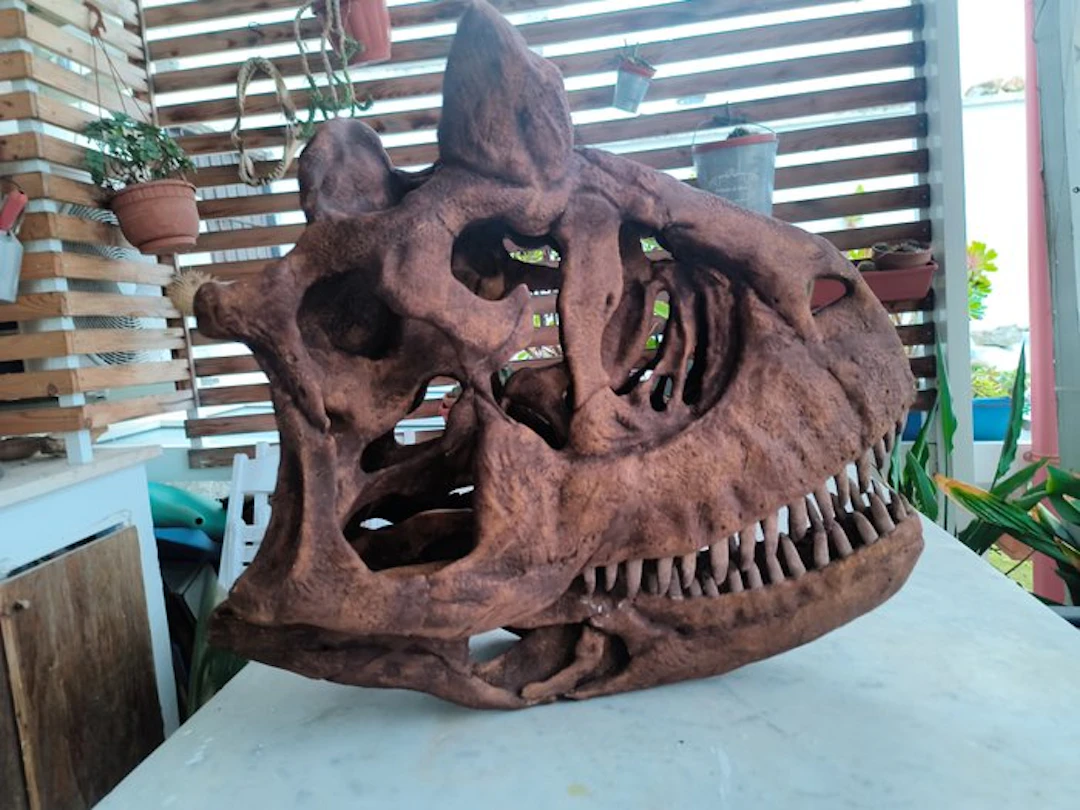 Dinosaur Reptile skull - Carnotaurus - 52 cm - 31 cm - 57 cm