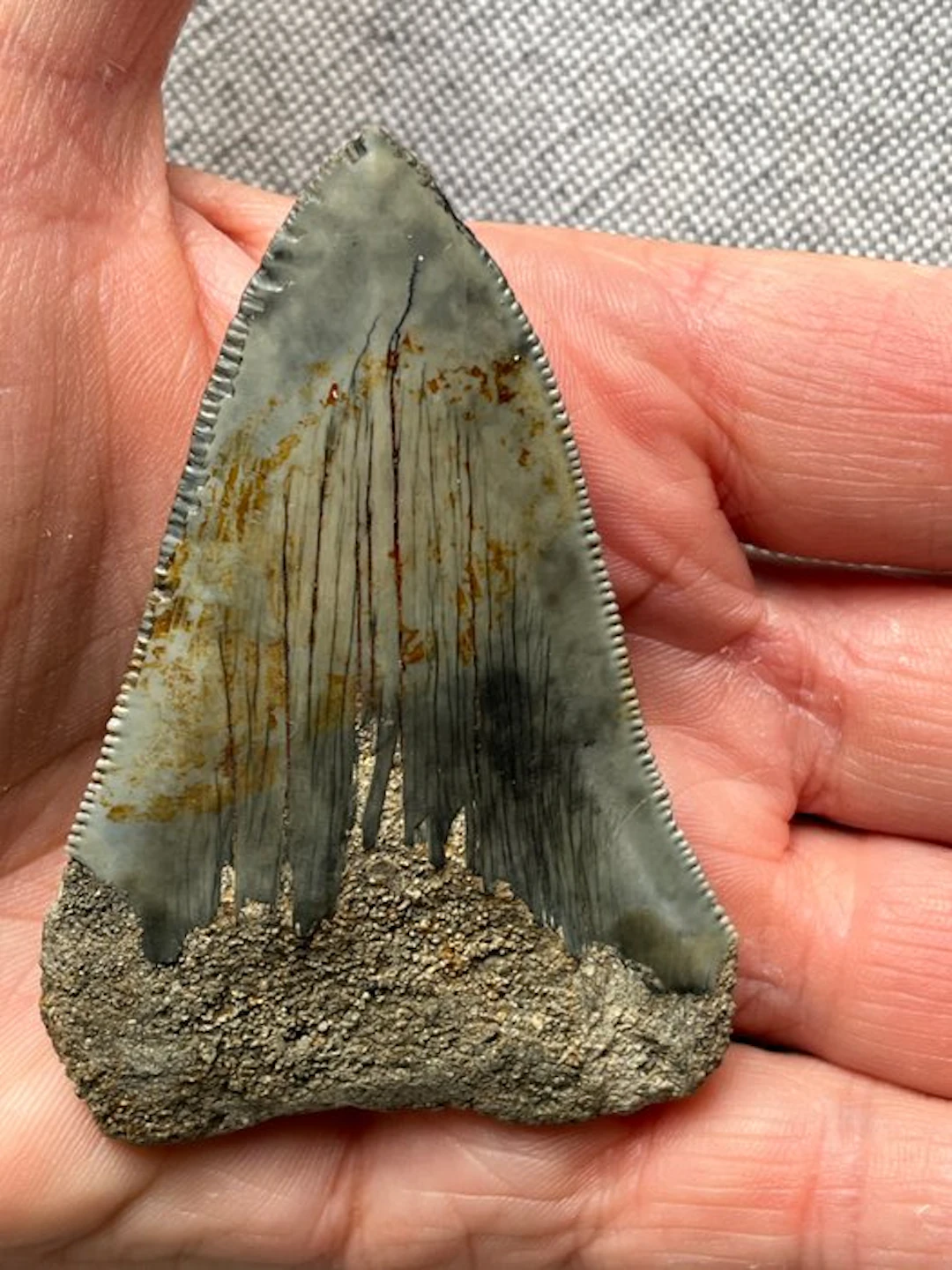 Megalodon tooth 7,5 cm - Fossil tooth - Carcharocles...