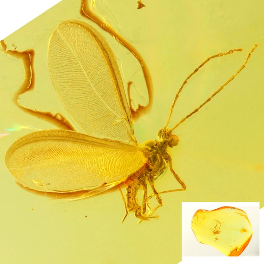 Amber - Amber - Insect inclusion + midges - 15 mm - 3 mm