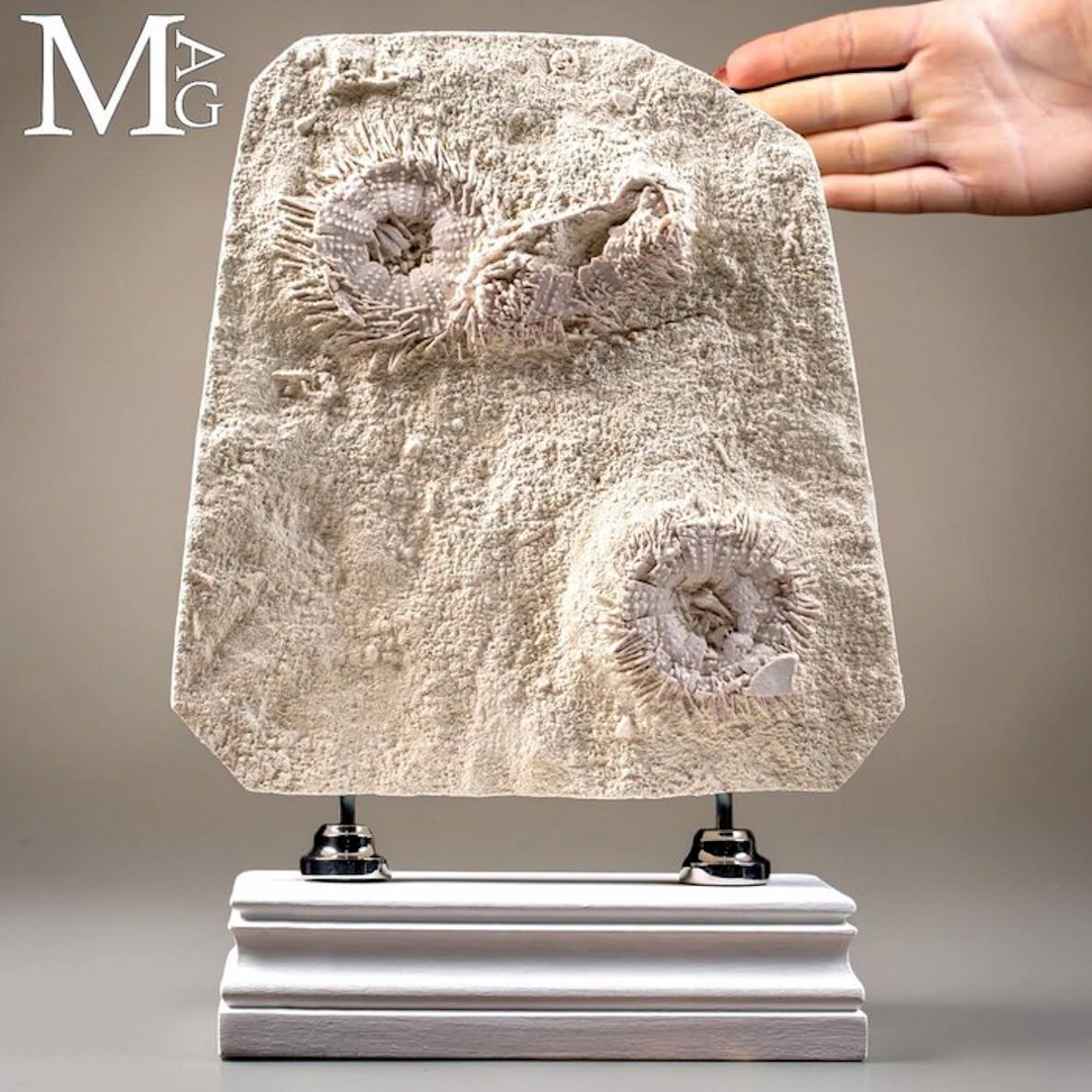 Fossil Sea Urchin Plate with Multiple Tripneustes...