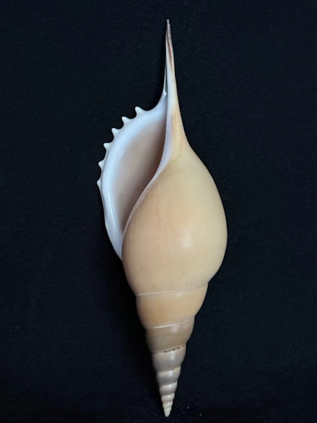 Sea Snail Sea shell - S-644 TIBIA MARTINI (No reserve price)
