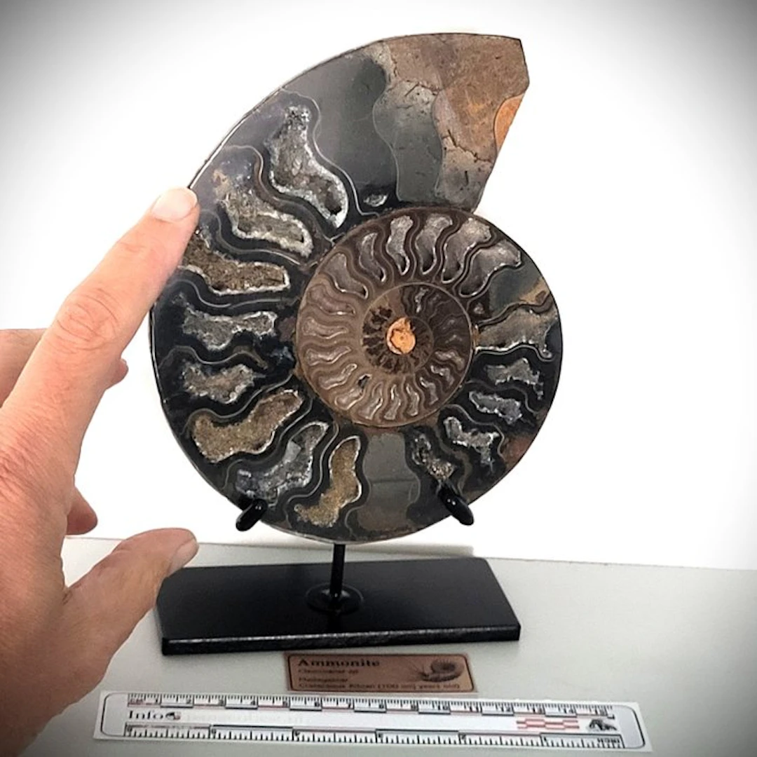 Fantastic cut and polished Ammonite on stylish...