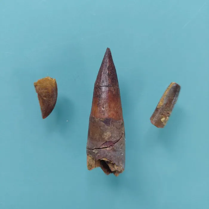 Dinosaur - Fossil tooth - Abelisaurus