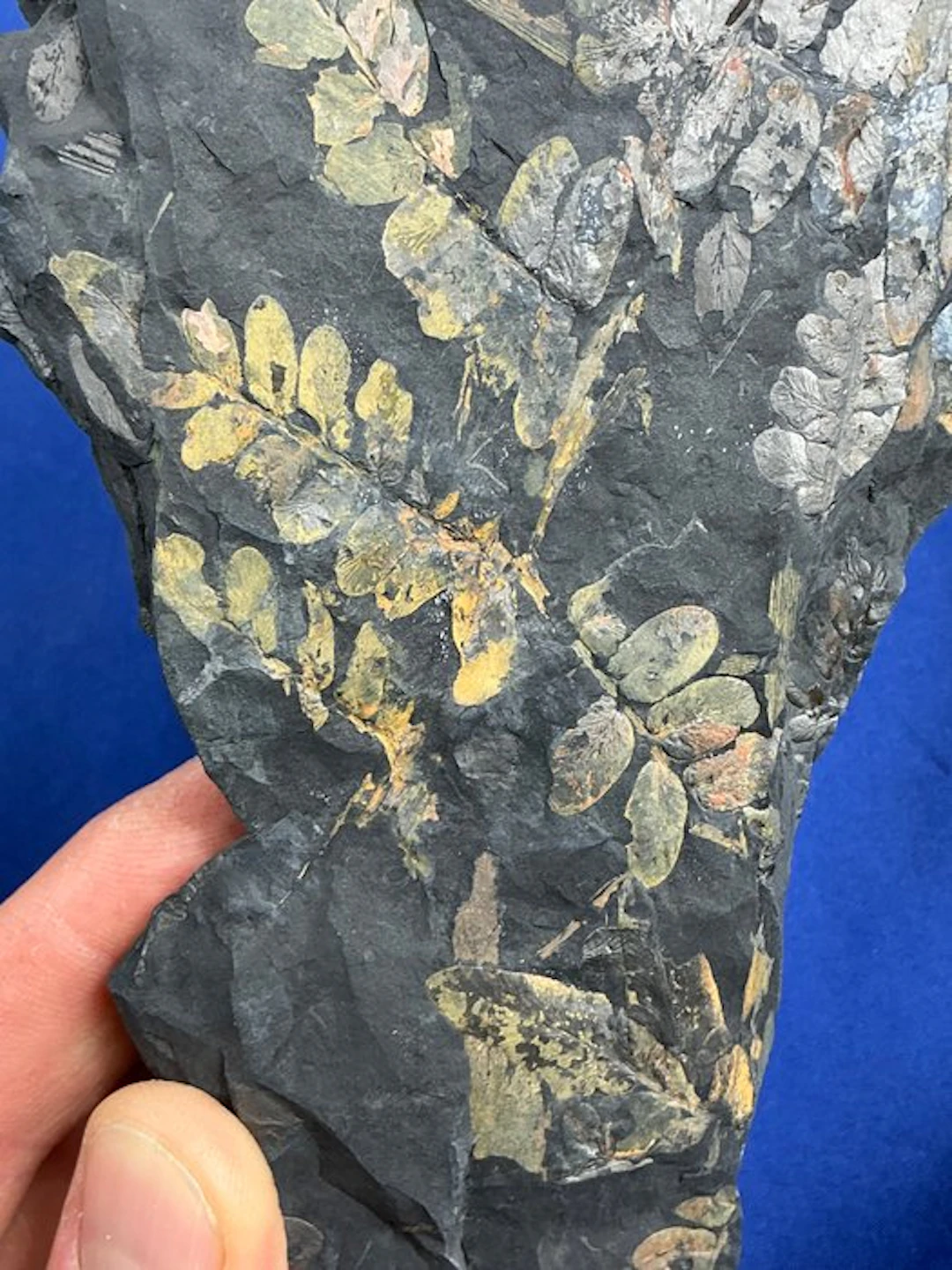 Amazing colourful plant fossil - Fossilised plant...