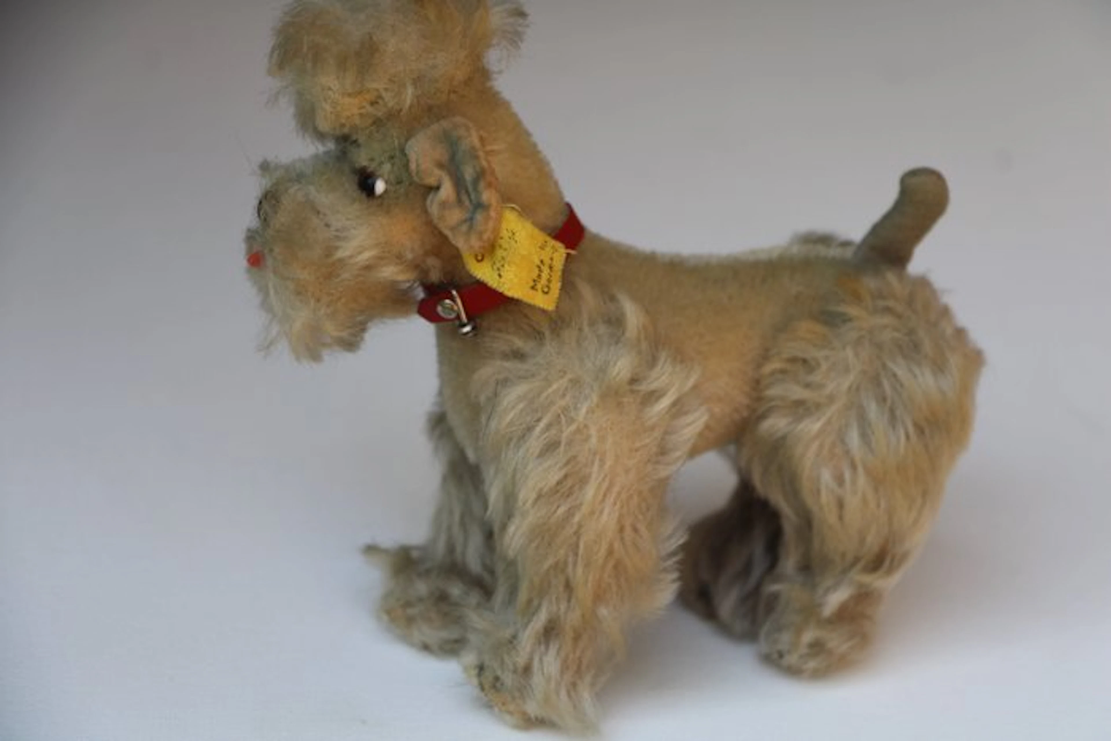 Steiff: poedel Snobby, EAN 5314 gr - Teddy bear - 1950-1960 - Germany